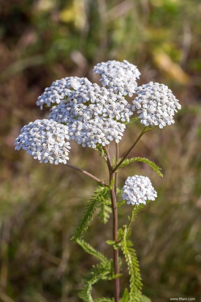 10 meilleures plantes pollinisatrices pour votre jardin 