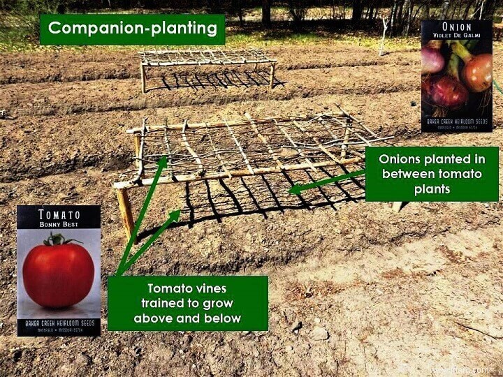 Un plan stratégique pour le jardinage à long terme 