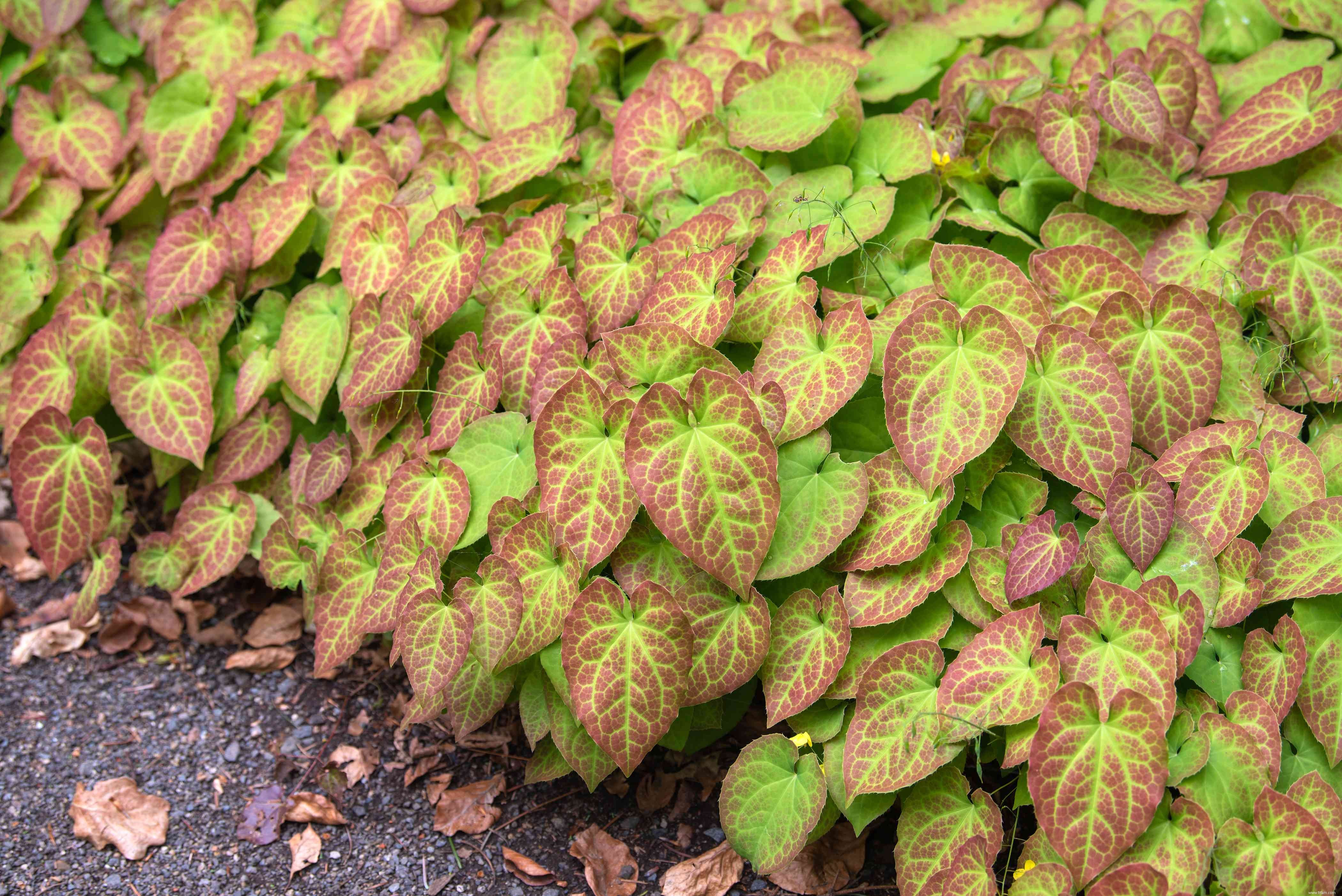 Comment cultiver et entretenir Epimedium 