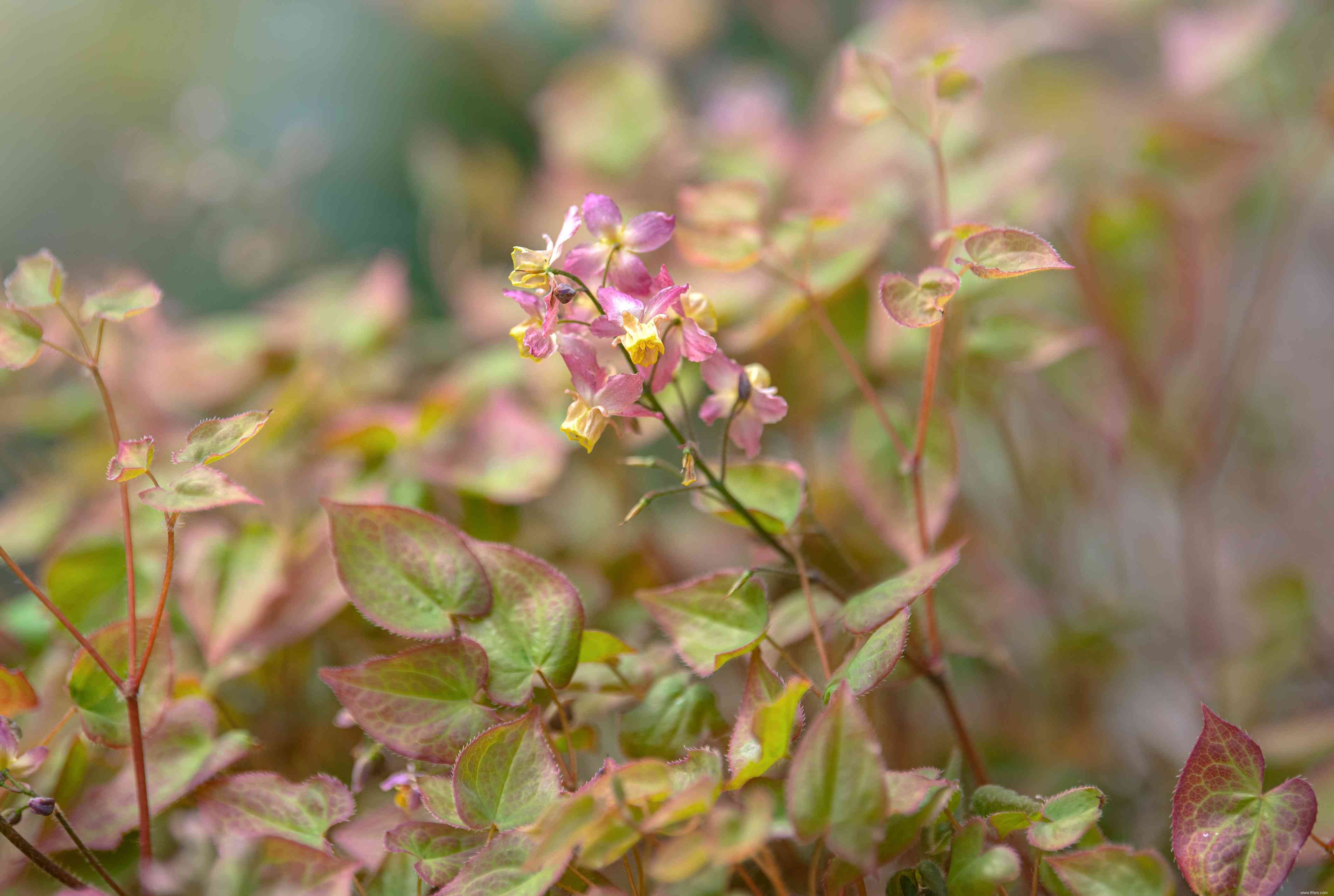 Comment cultiver et entretenir Epimedium 