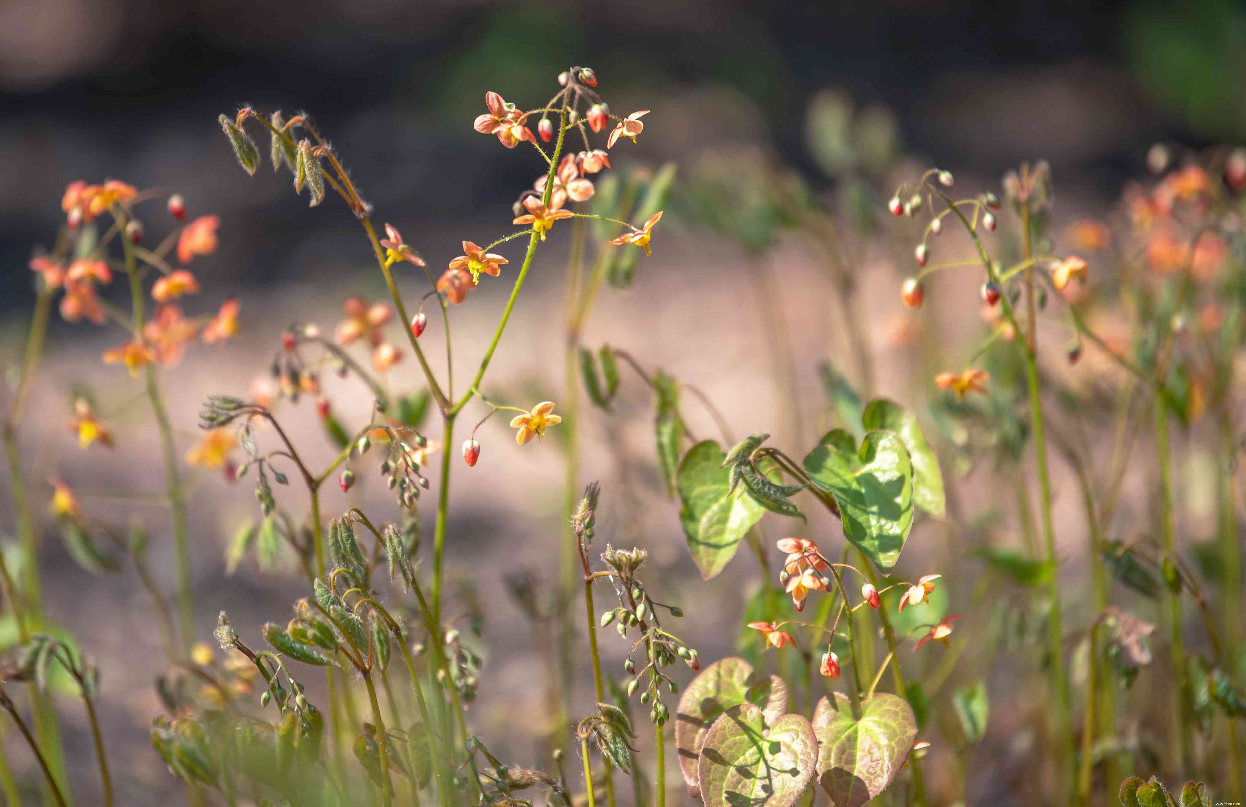 Comment cultiver et entretenir Epimedium 