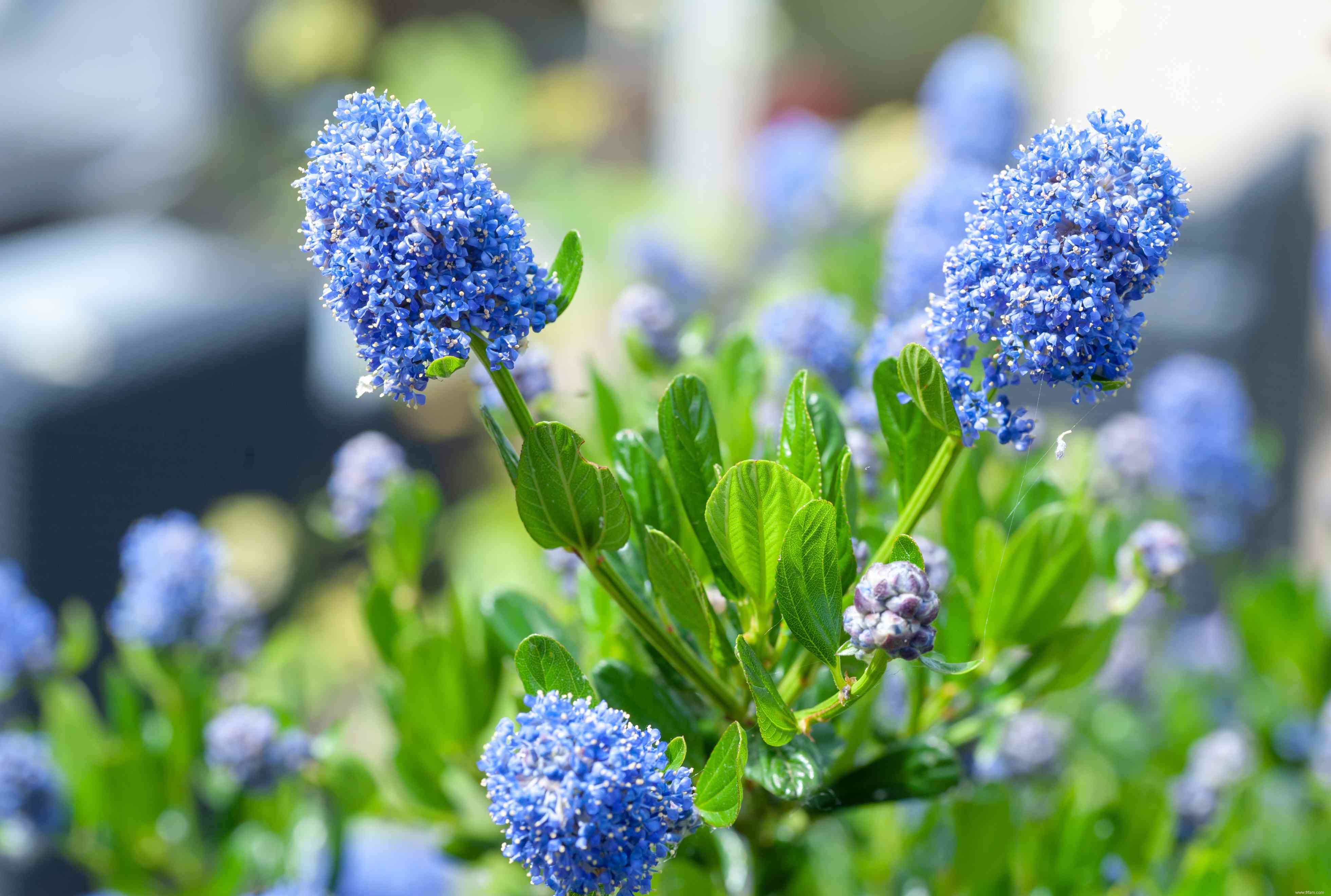 Comment faire pousser et prendre soin de Ceanothus (lilas de Californie) 