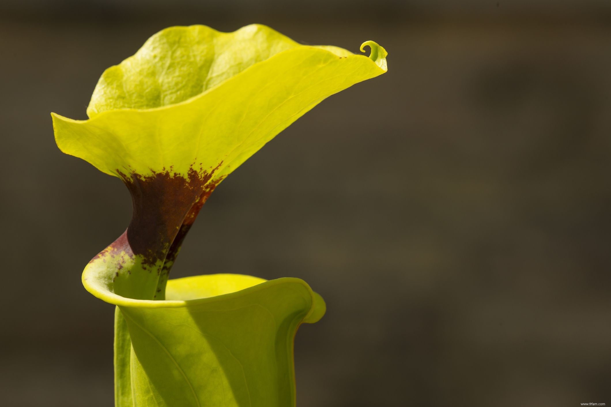 10 plantes à pichet populaires 