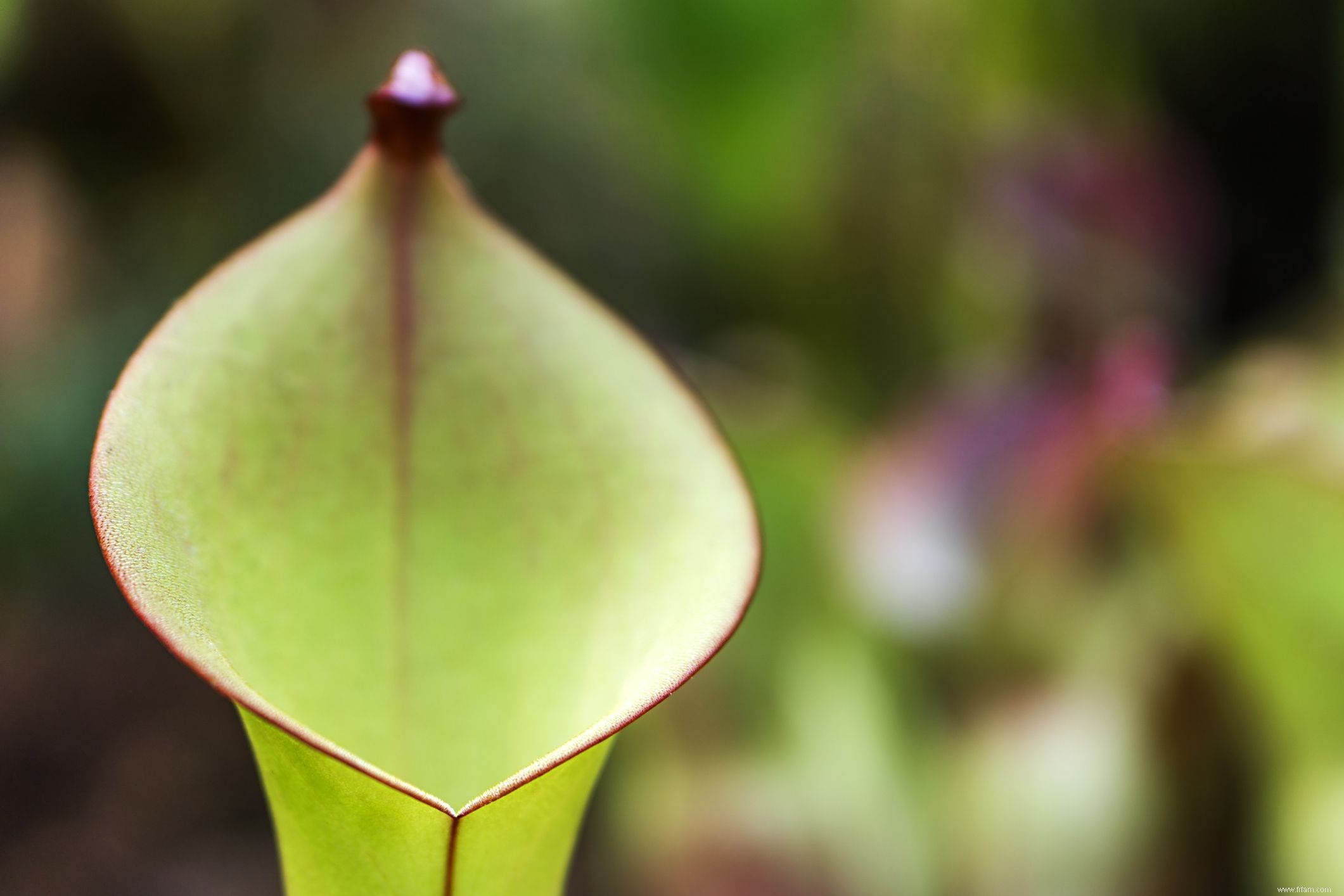 10 plantes à pichet populaires 