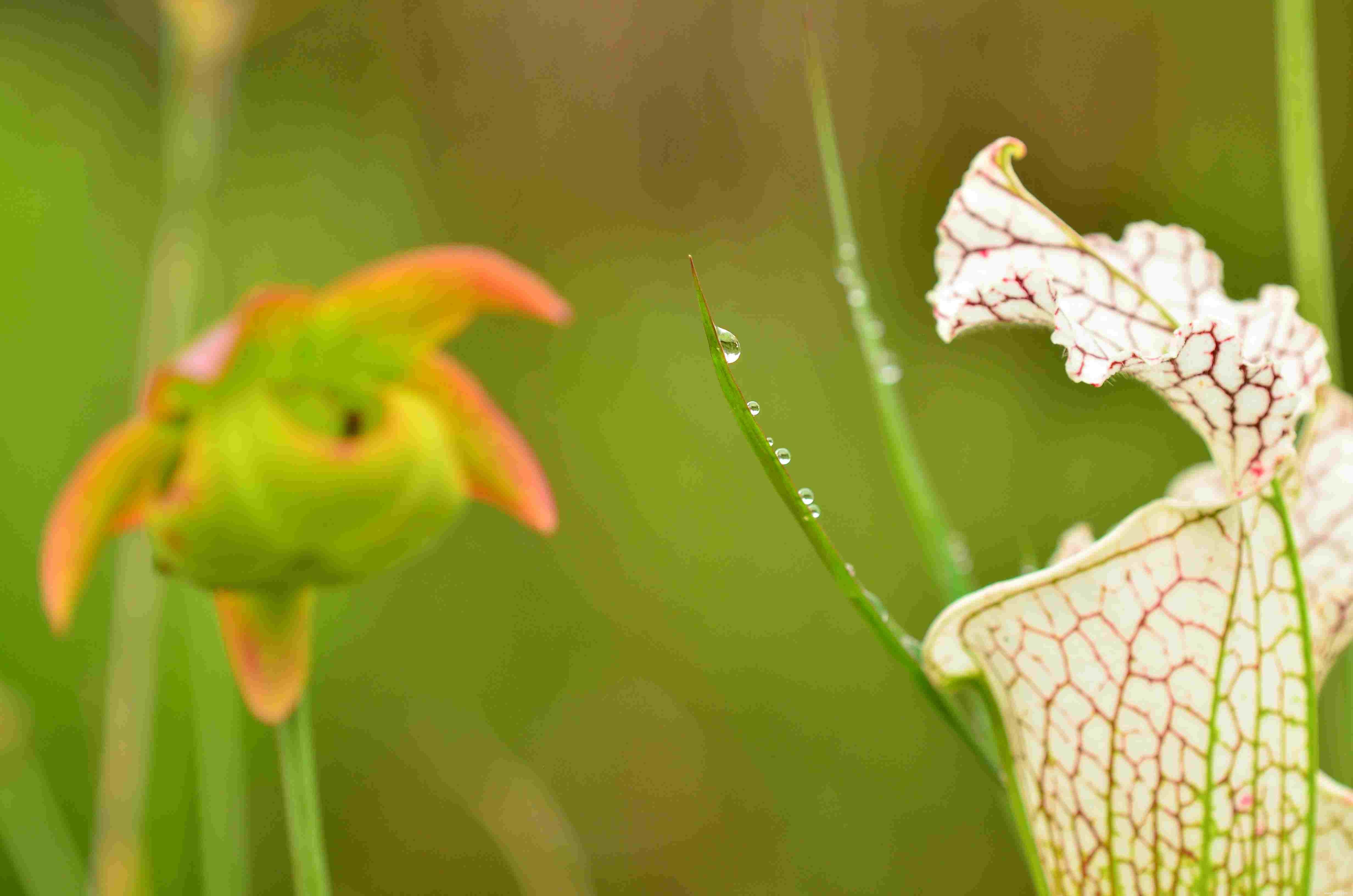 10 plantes à pichet populaires 