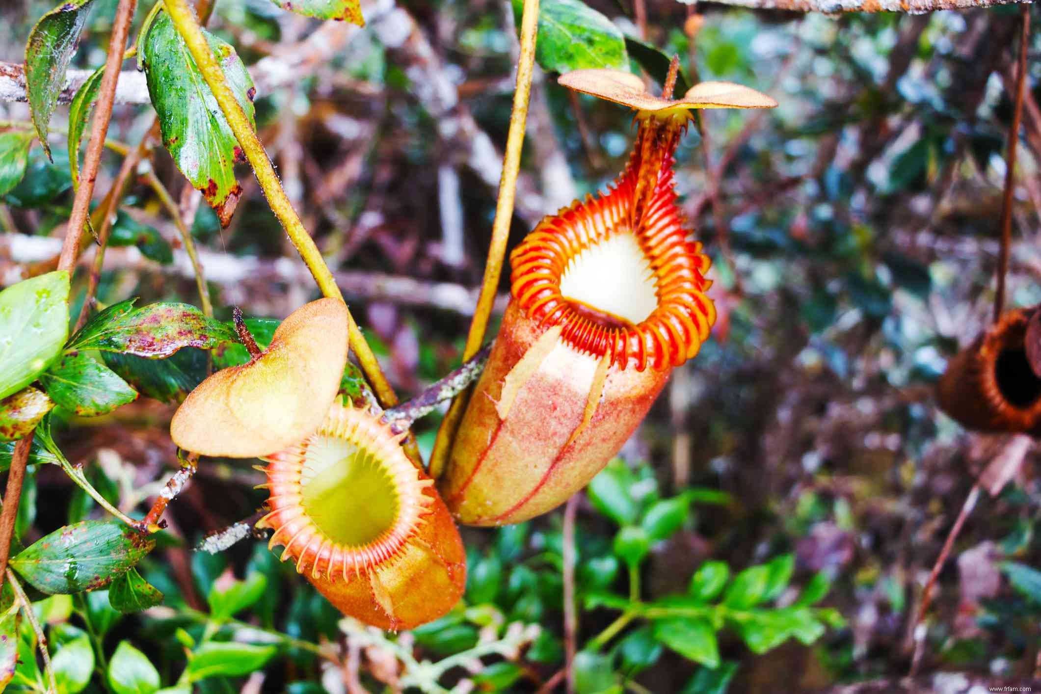 10 plantes à pichet populaires 