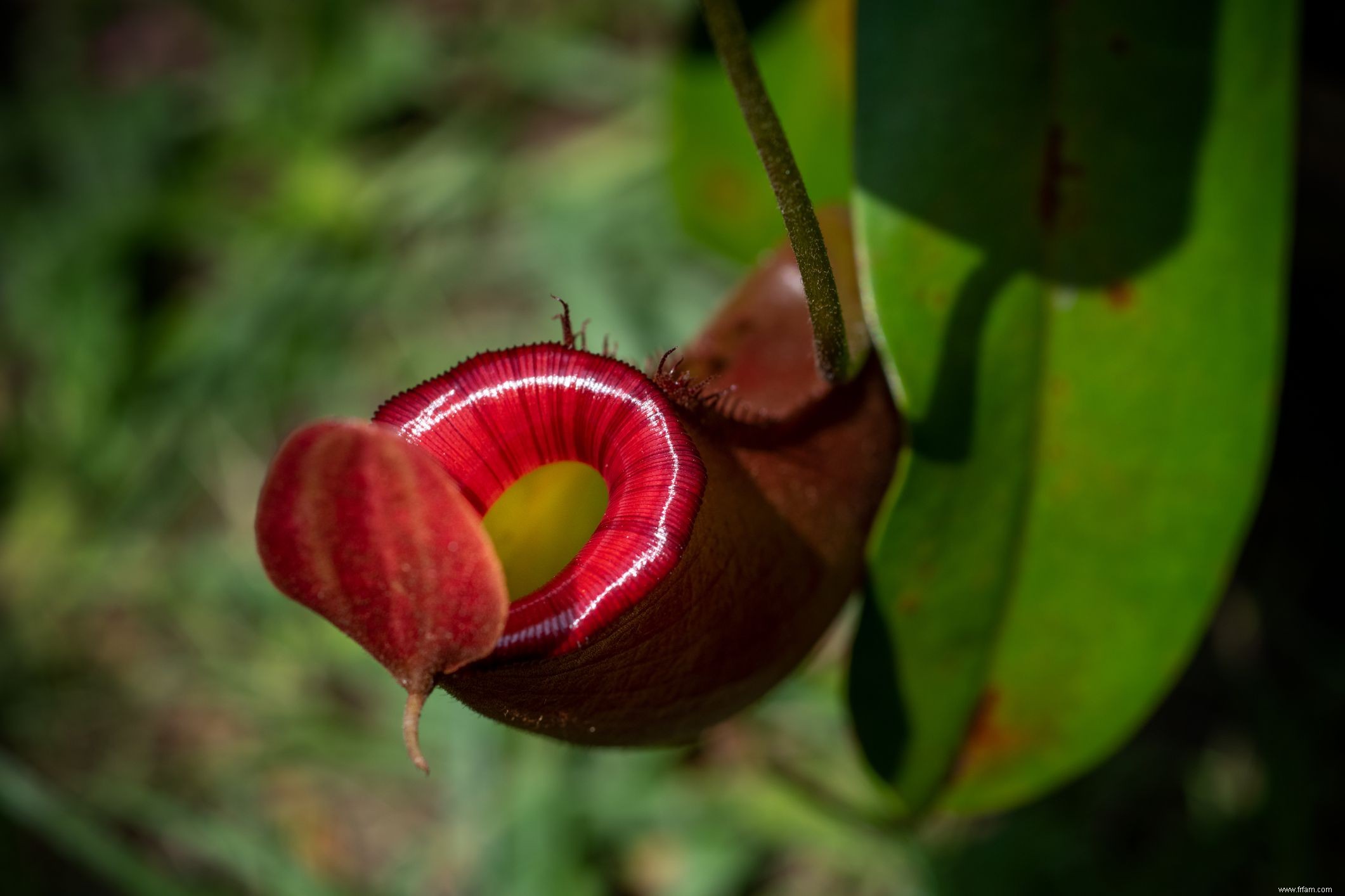 10 plantes à pichet populaires 