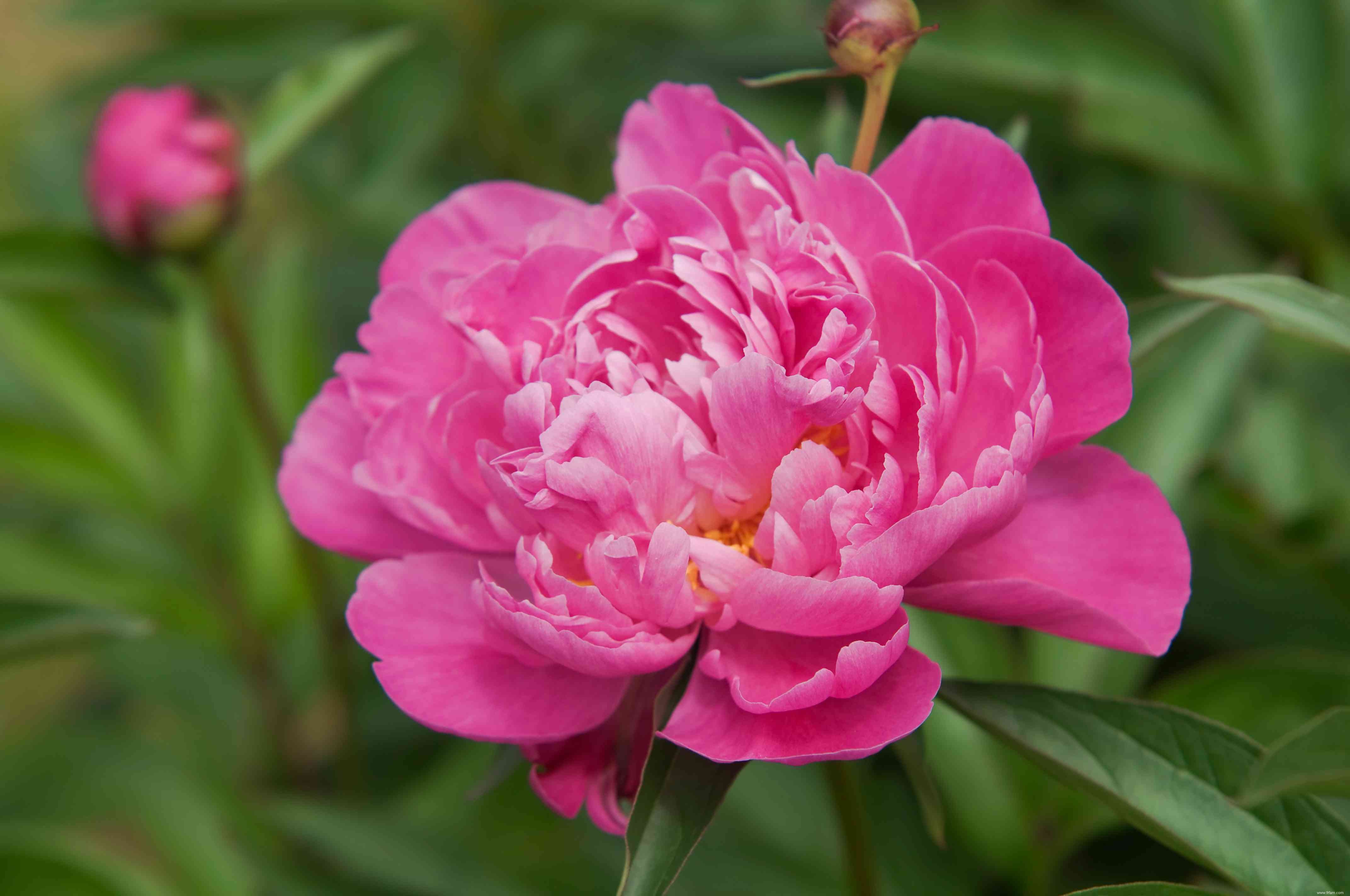 Comment faire pousser et prendre soin de la pivoine chinoise (pivoine de jardin commune) 