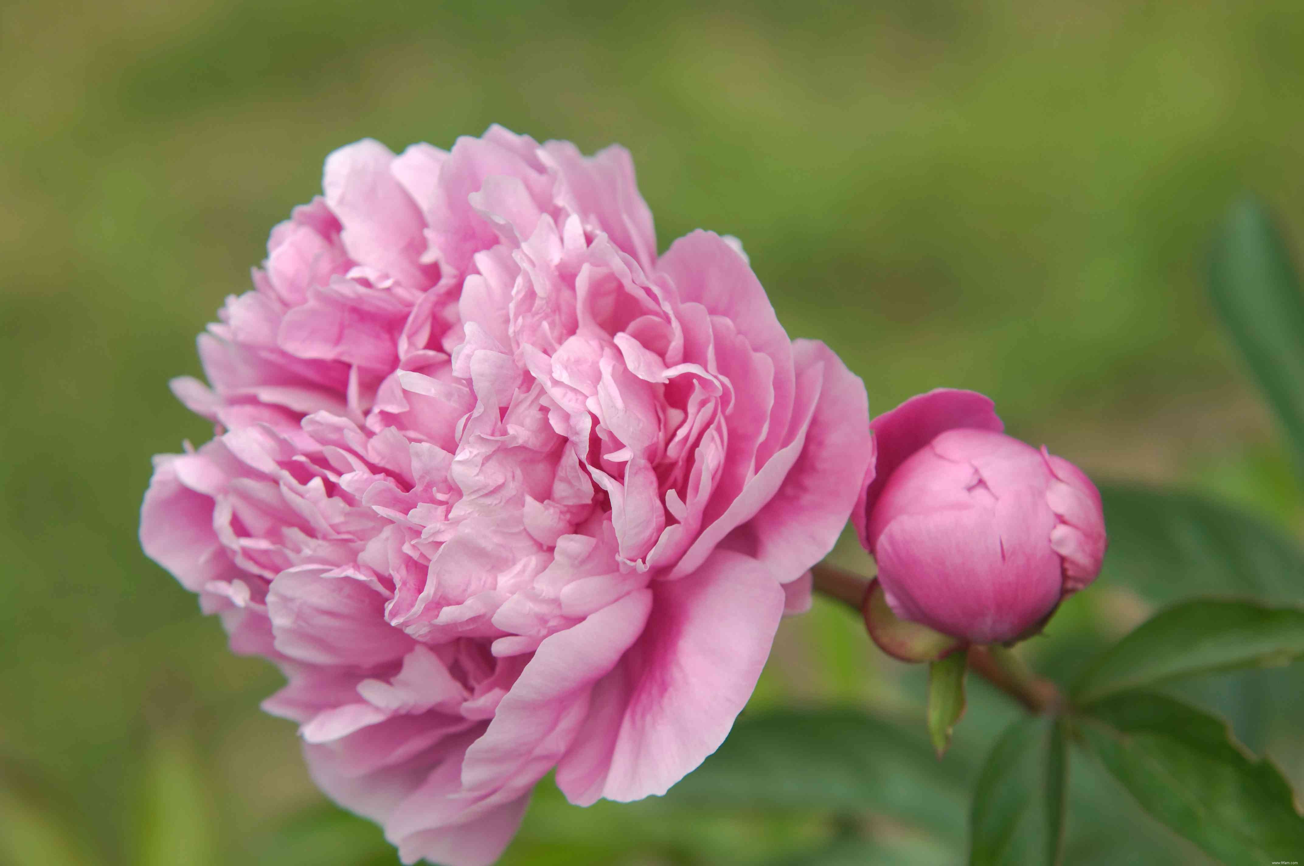 Comment faire pousser et prendre soin de la pivoine chinoise (pivoine de jardin commune) 