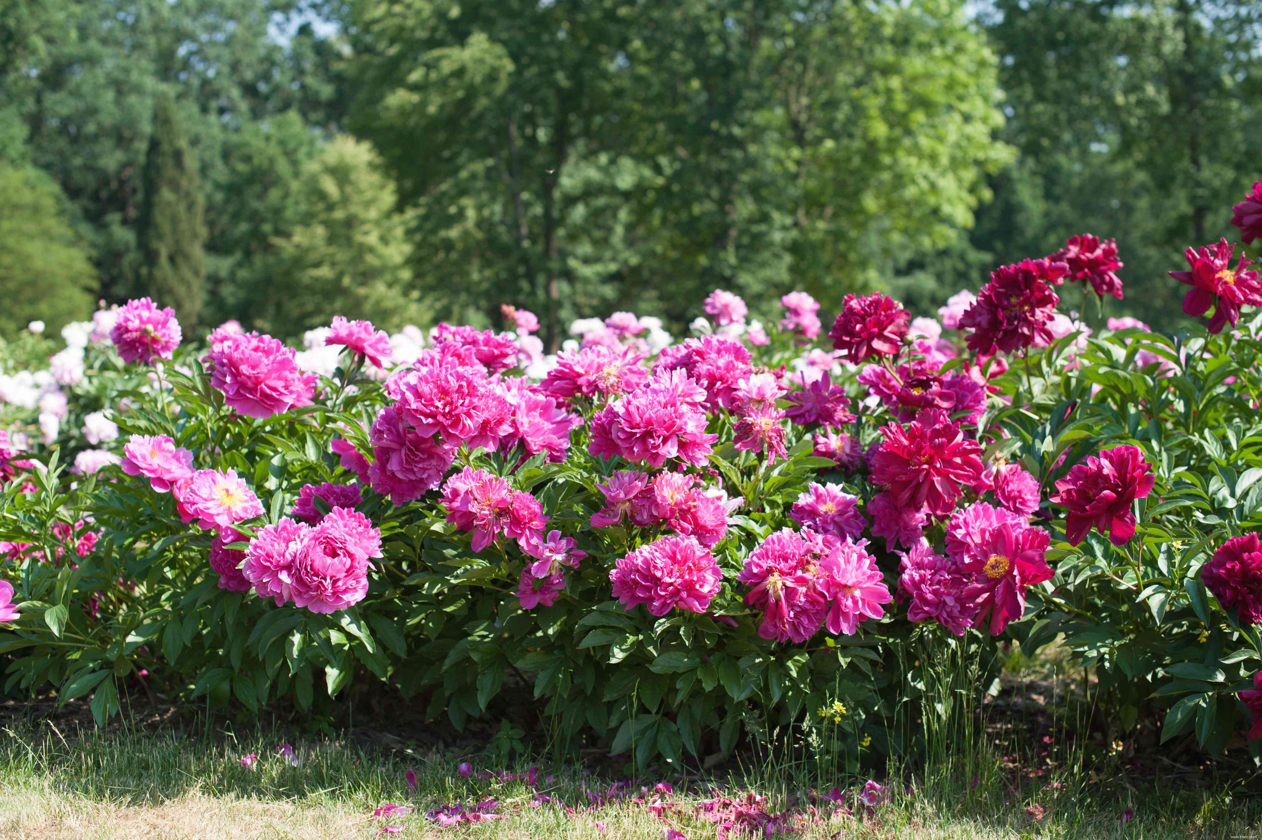 Comment faire pousser et prendre soin de la pivoine chinoise (pivoine de jardin commune) 