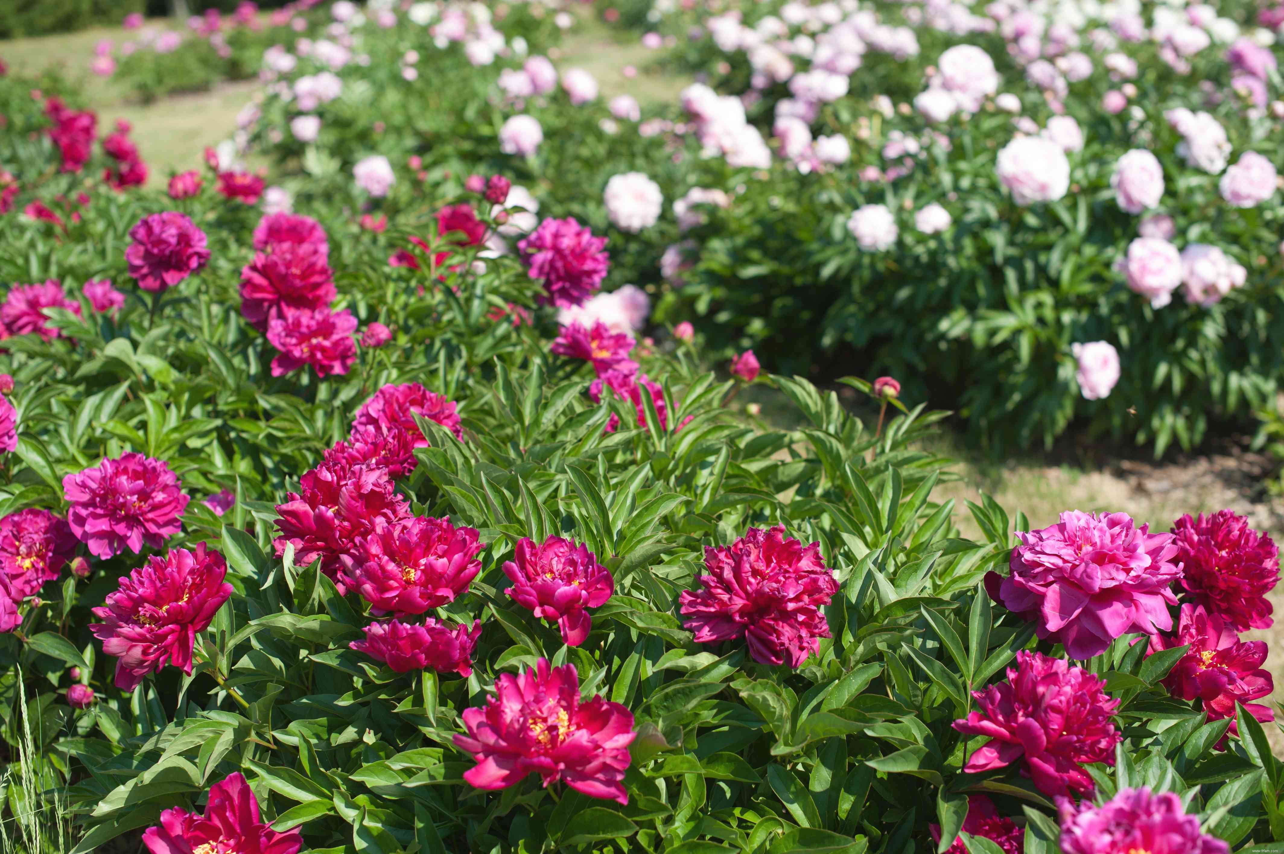 Comment faire pousser et prendre soin de la pivoine chinoise (pivoine de jardin commune) 