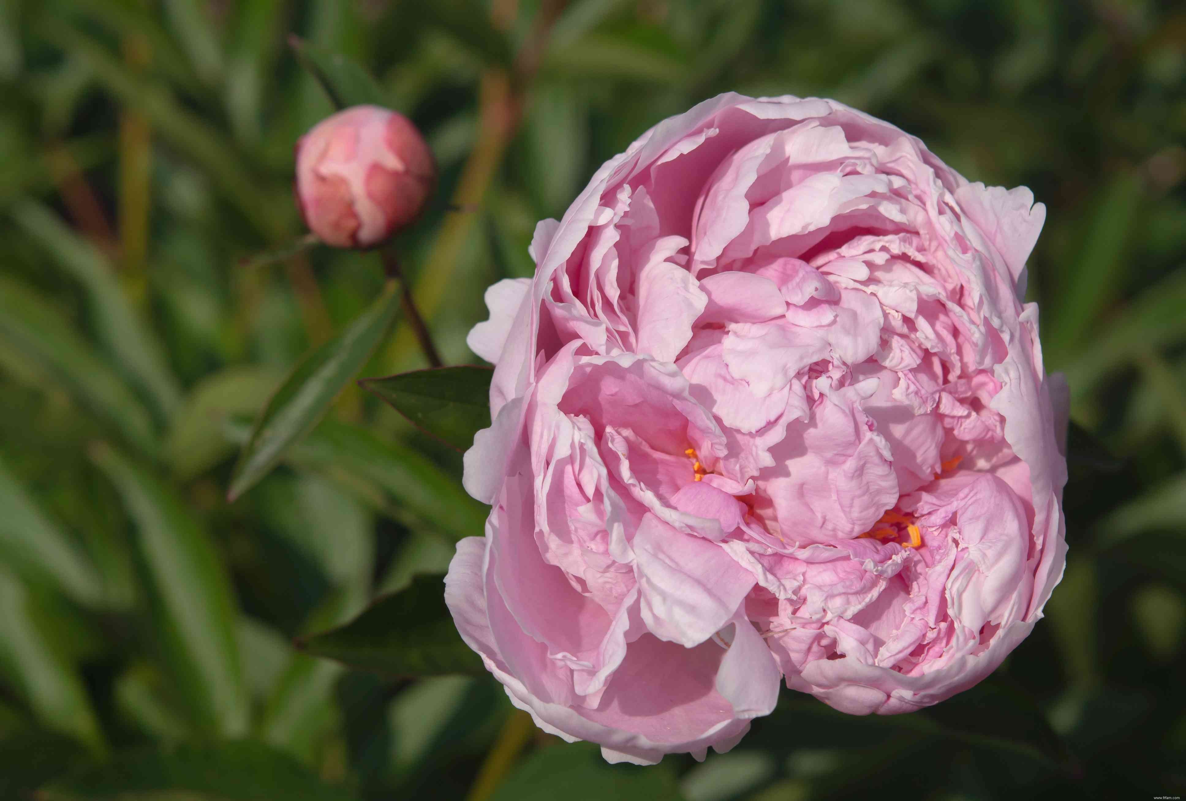 Comment faire pousser et prendre soin de la pivoine chinoise (pivoine de jardin commune) 