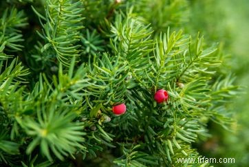 Plantes qui poussent à l ombre complète 