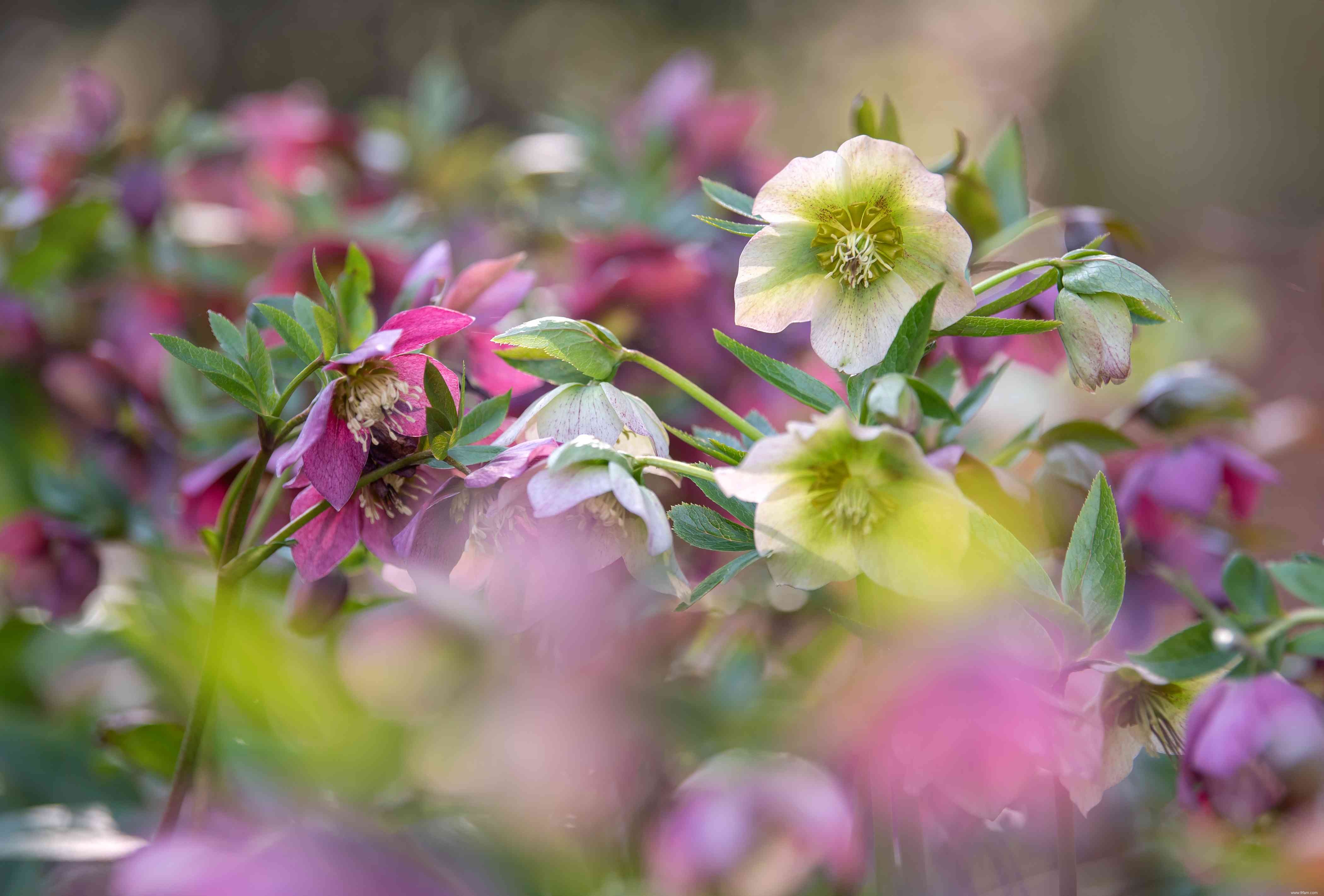 Plantes qui poussent à l ombre complète 