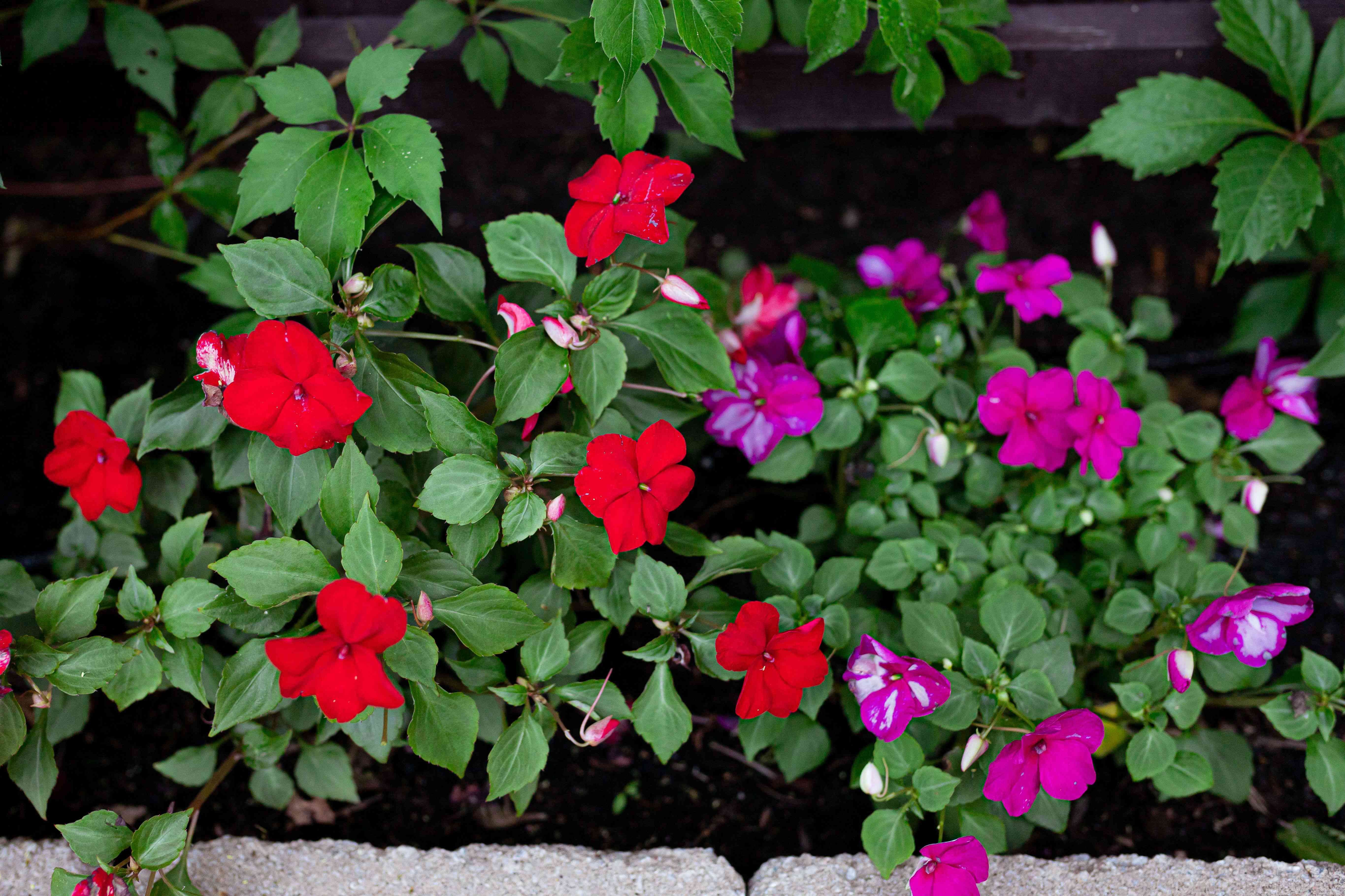 Plantes qui poussent à l ombre complète 