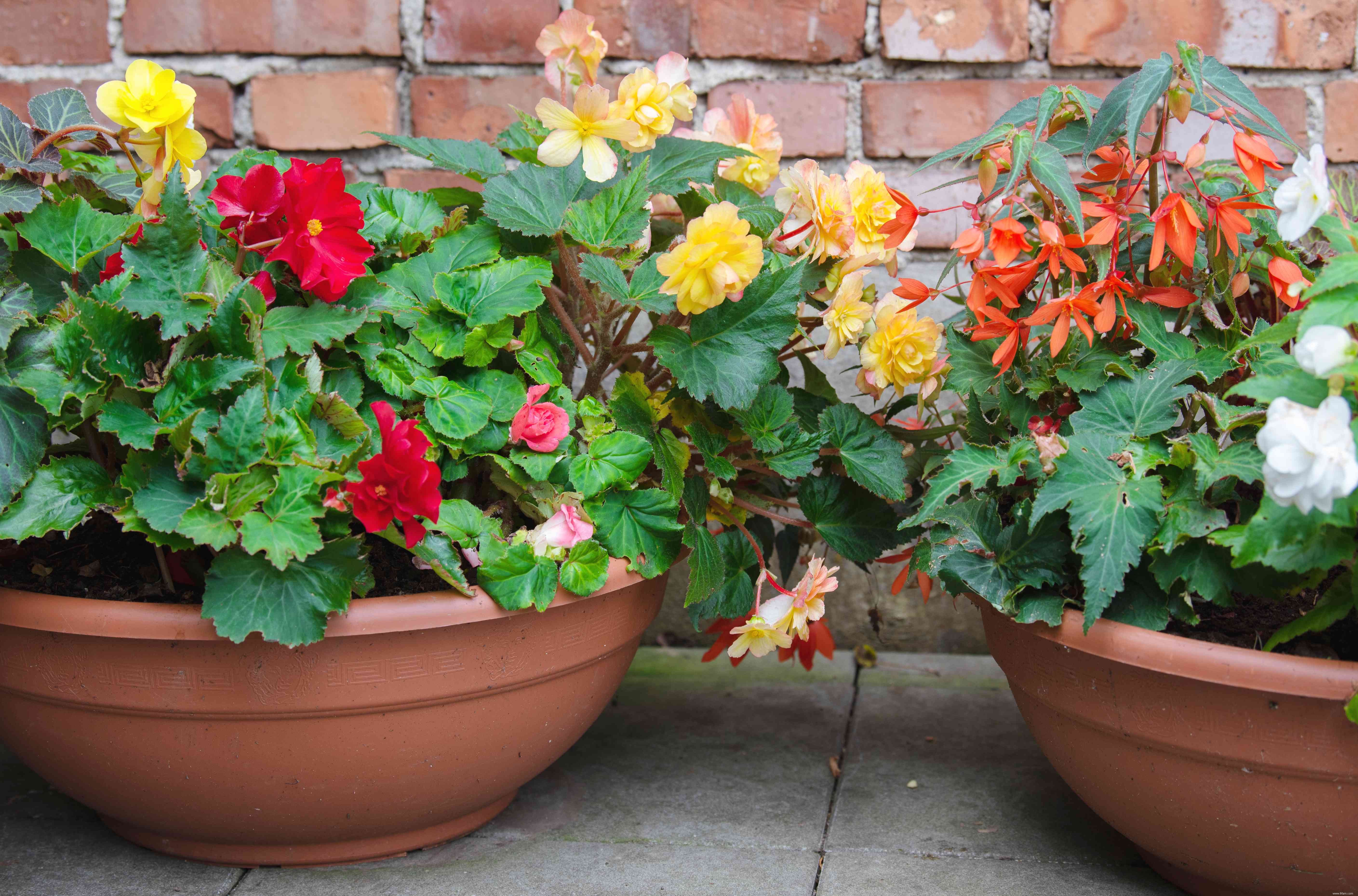 11 meilleures plantes d ombre à cultiver le long d un mur orienté au nord 