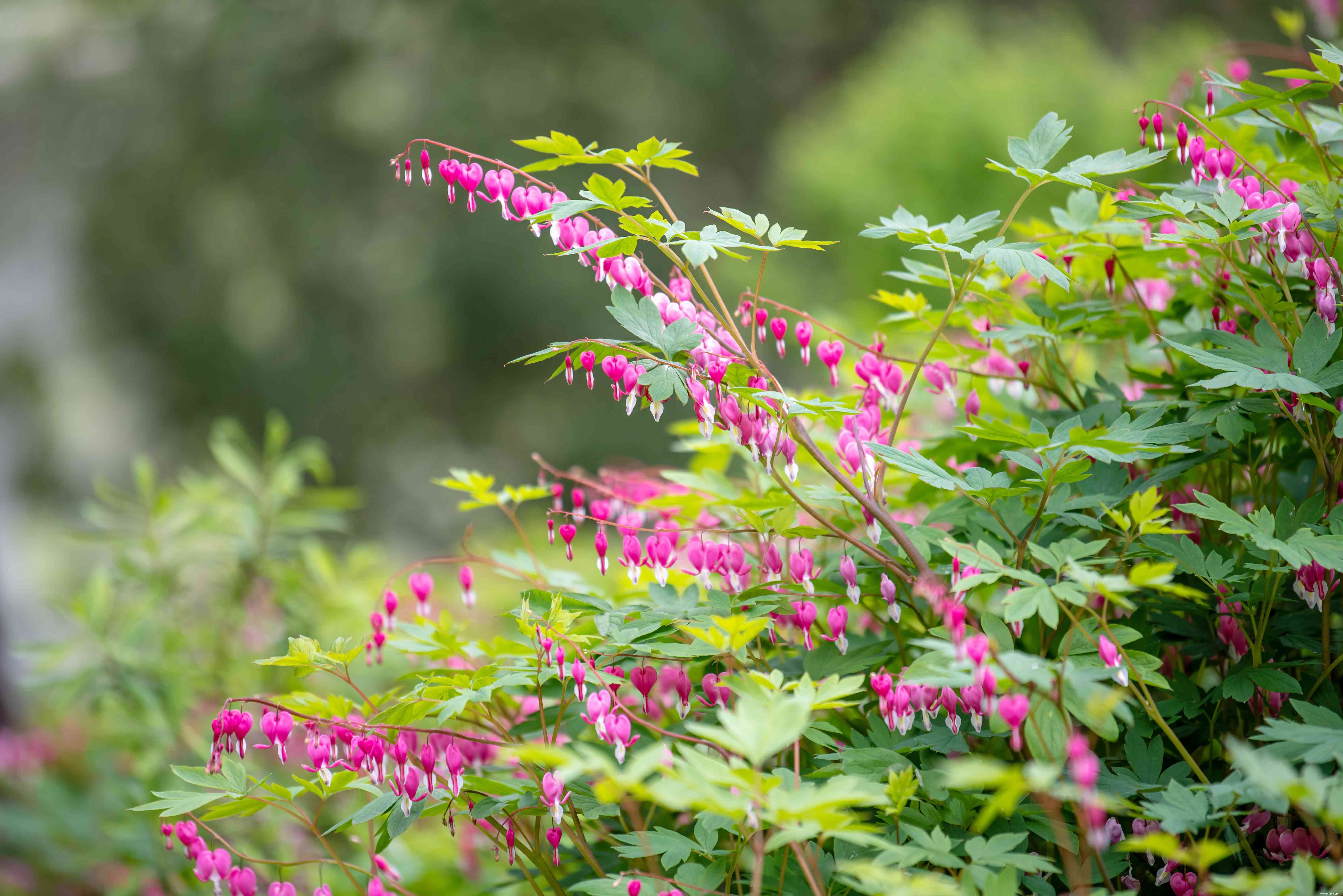 11 meilleures plantes d ombre à cultiver le long d un mur orienté au nord 