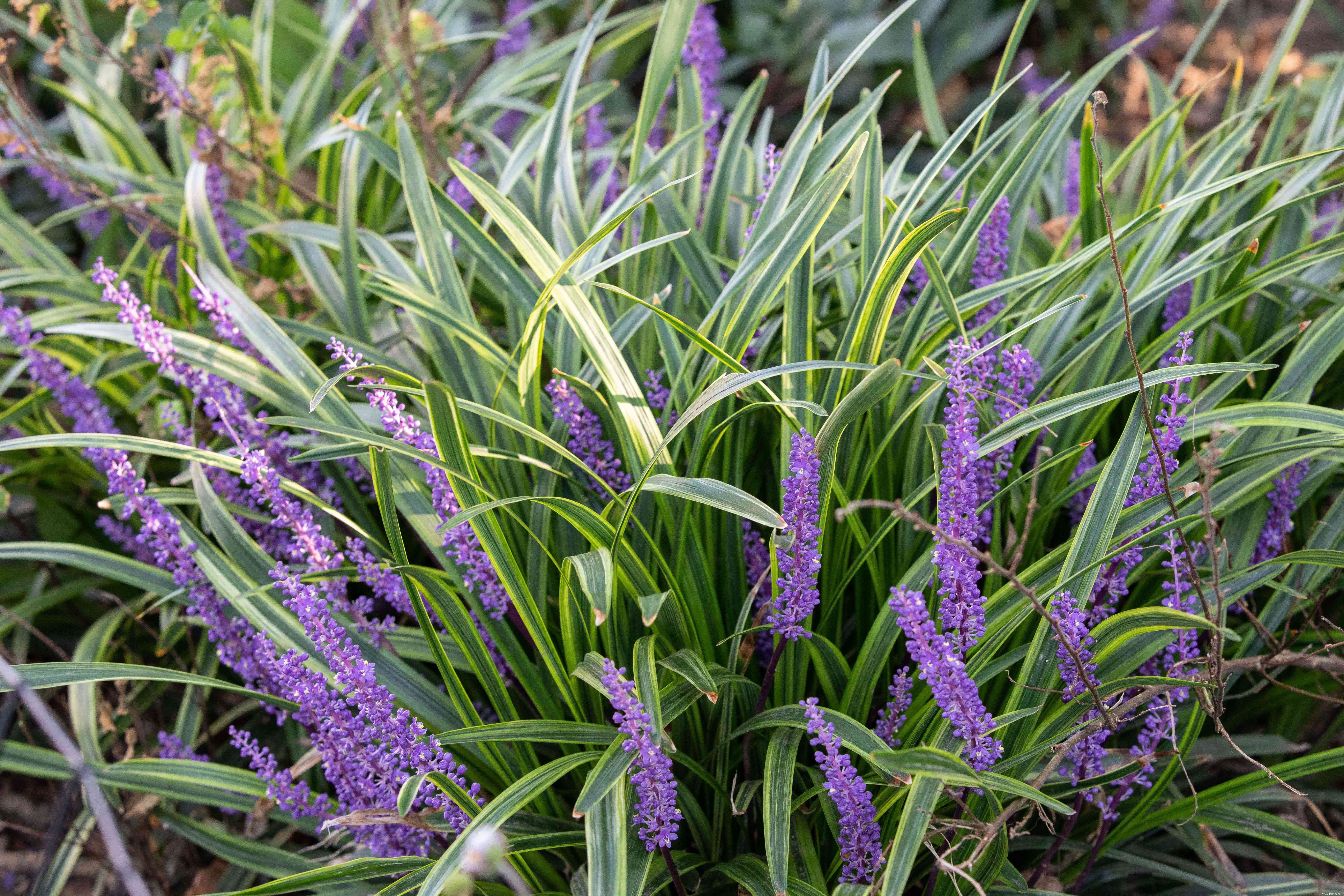 11 meilleures plantes d ombre à cultiver le long d un mur orienté au nord 