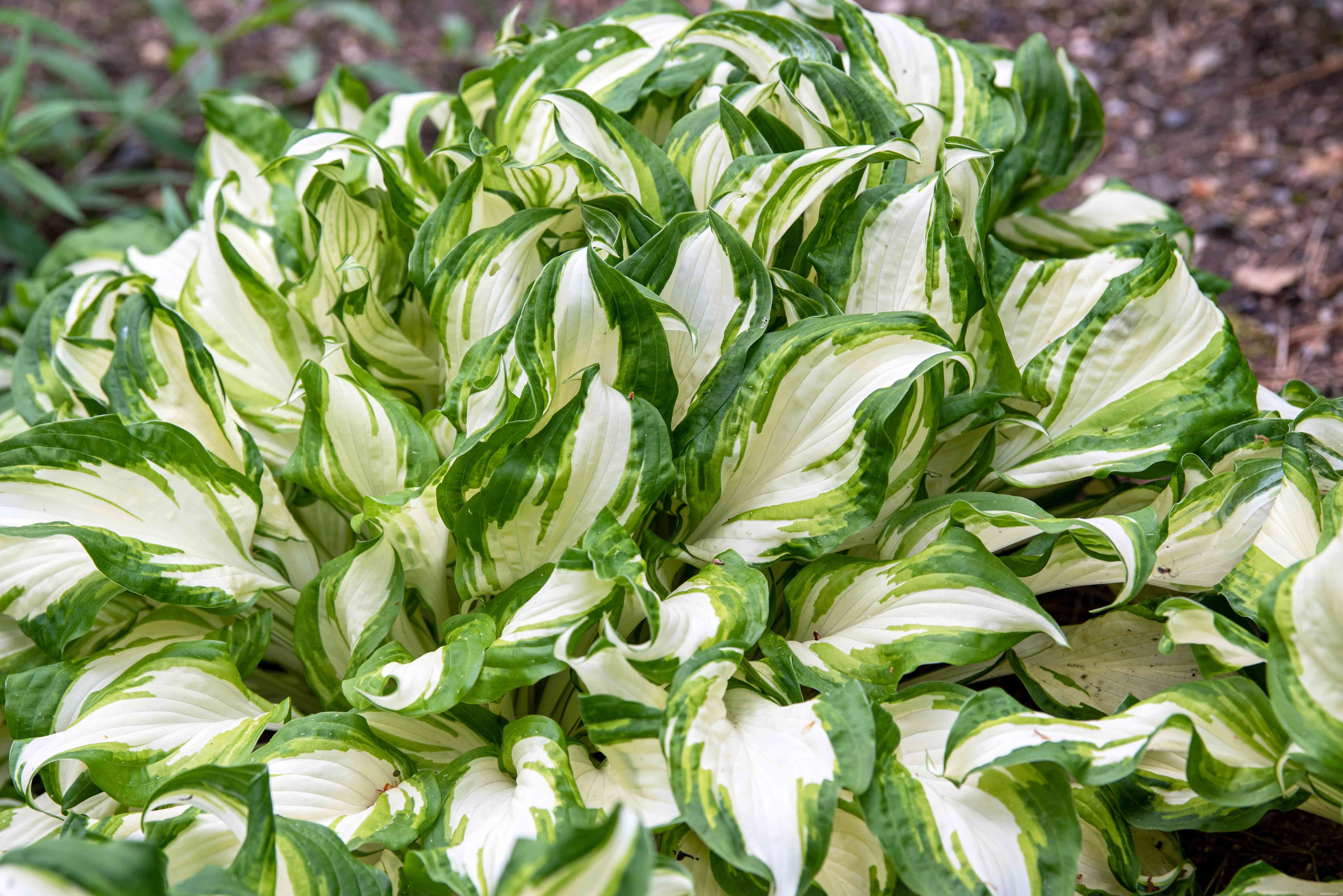 11 meilleures plantes d ombre à cultiver le long d un mur orienté au nord 