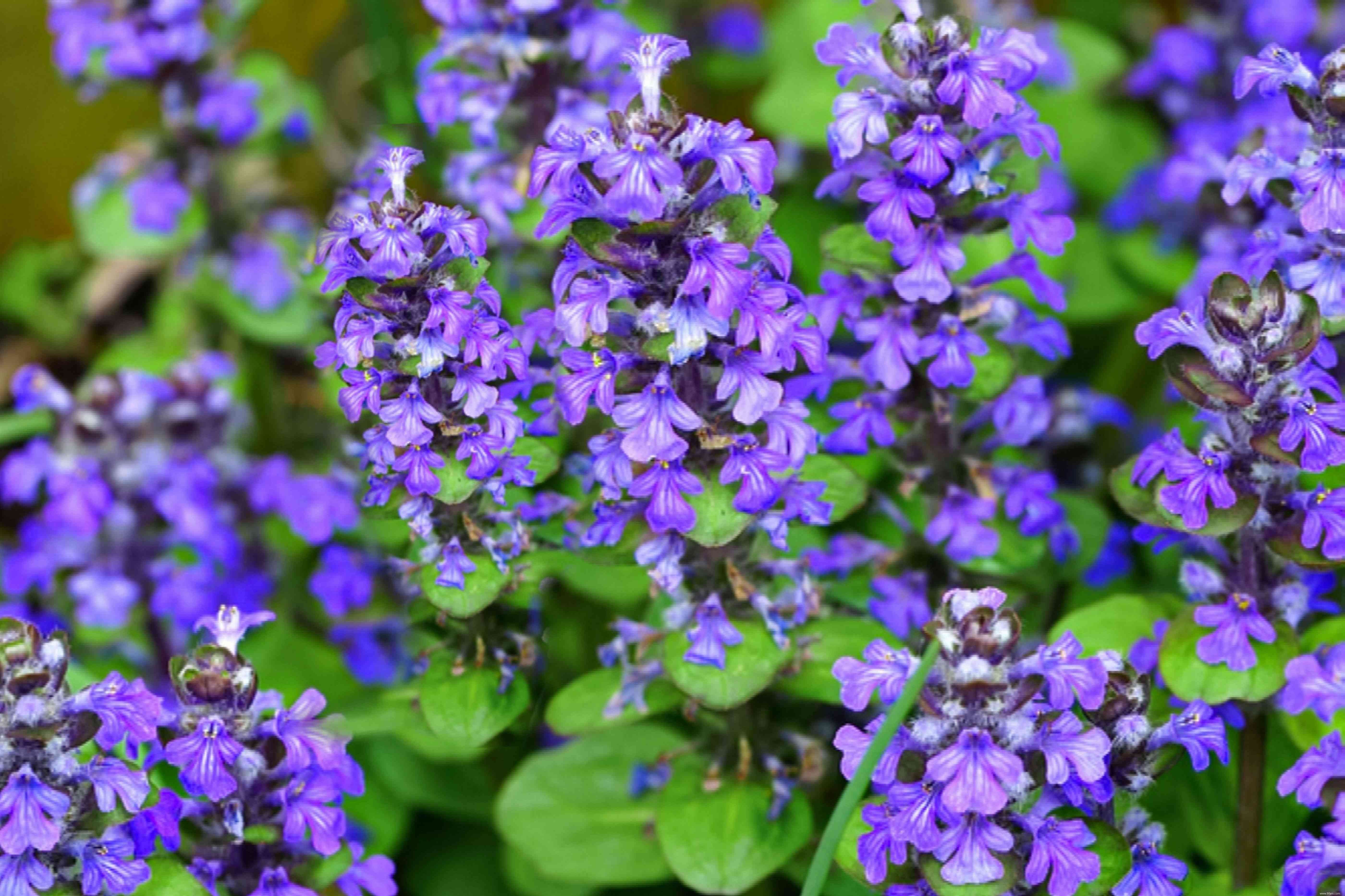 11 meilleures plantes d ombre à cultiver le long d un mur orienté au nord 