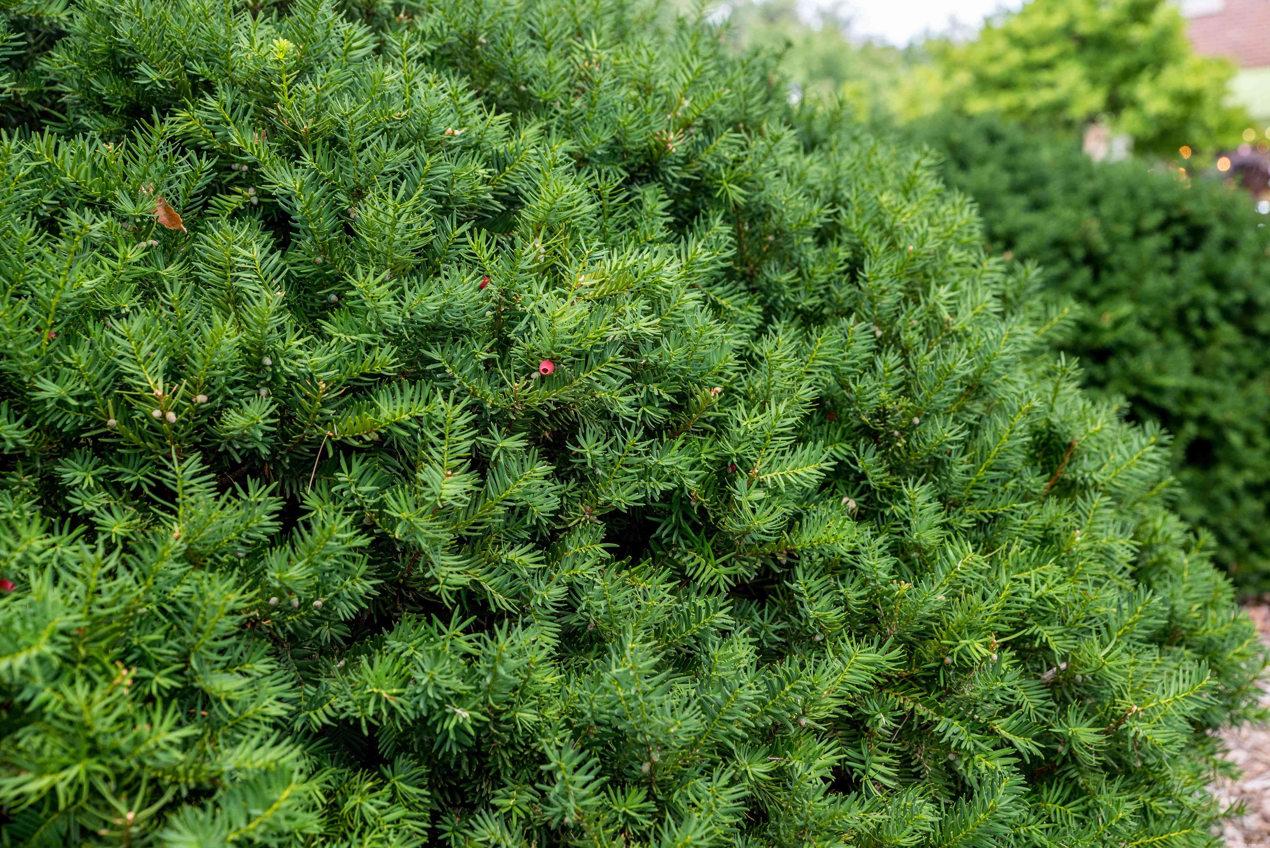 11 meilleures plantes d ombre à cultiver le long d un mur orienté au nord 