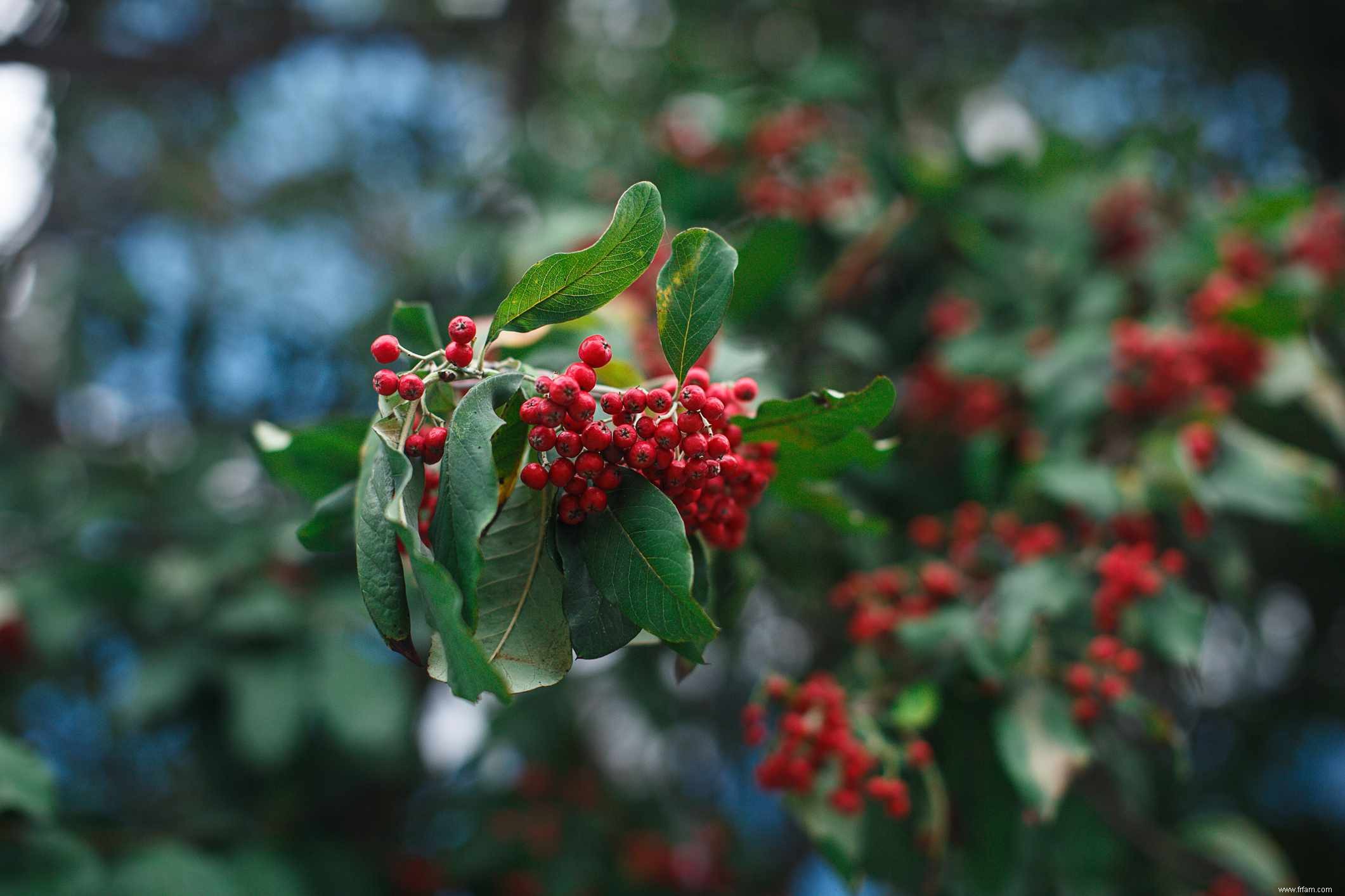 16 meilleures plantes pour les zones humides de votre paysage 