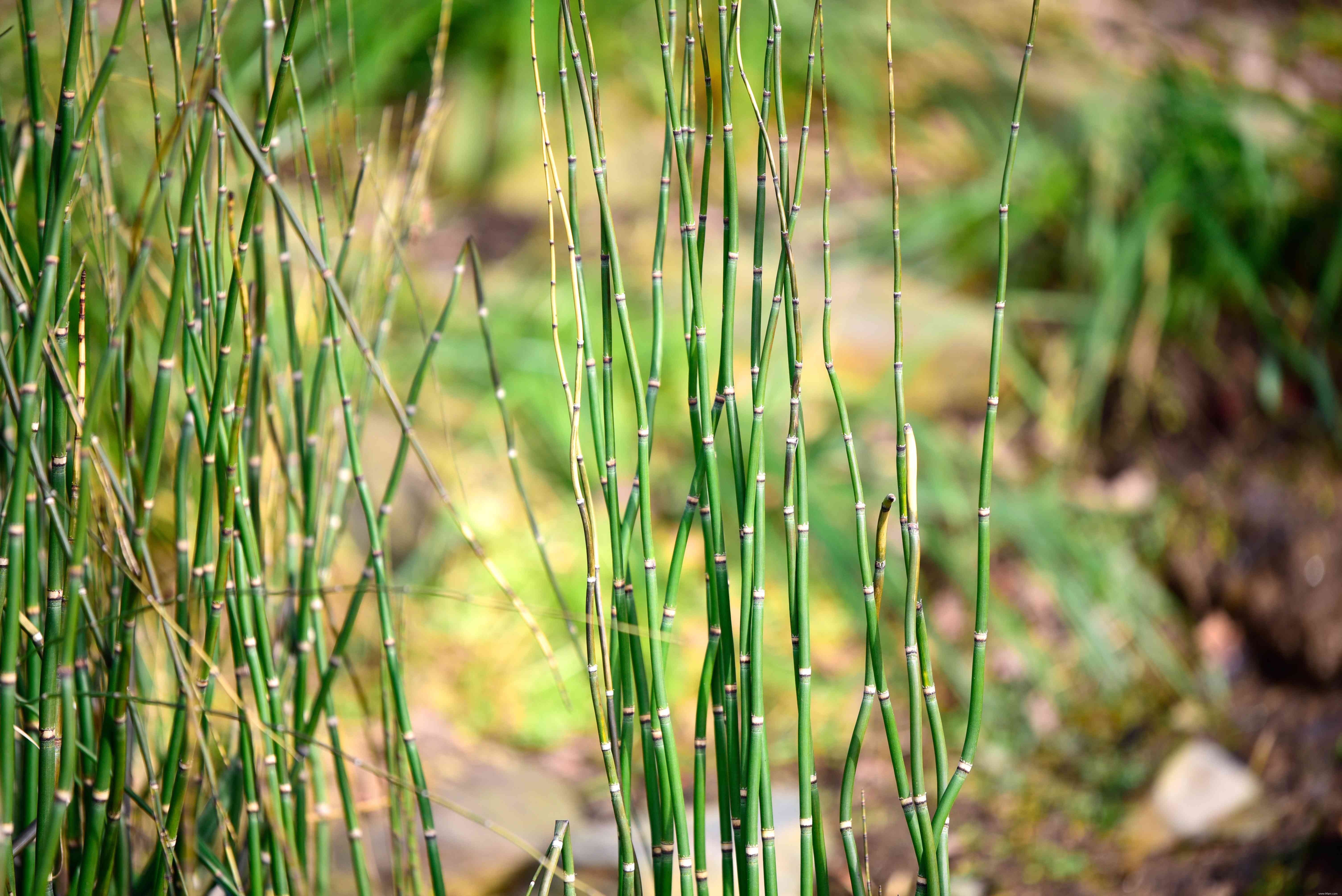 16 meilleures plantes pour les zones humides de votre paysage 