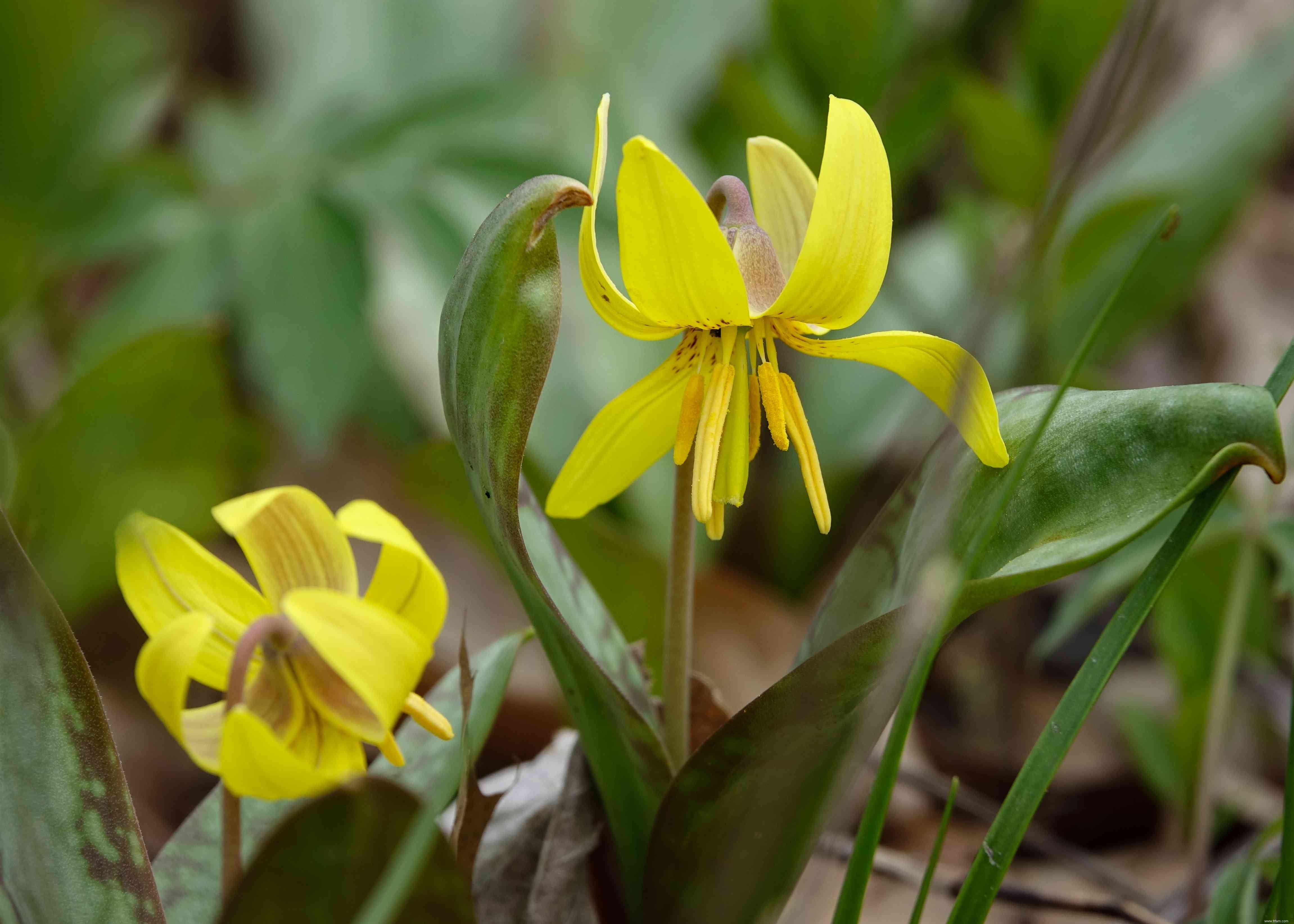 16 meilleures plantes pour les zones humides de votre paysage 