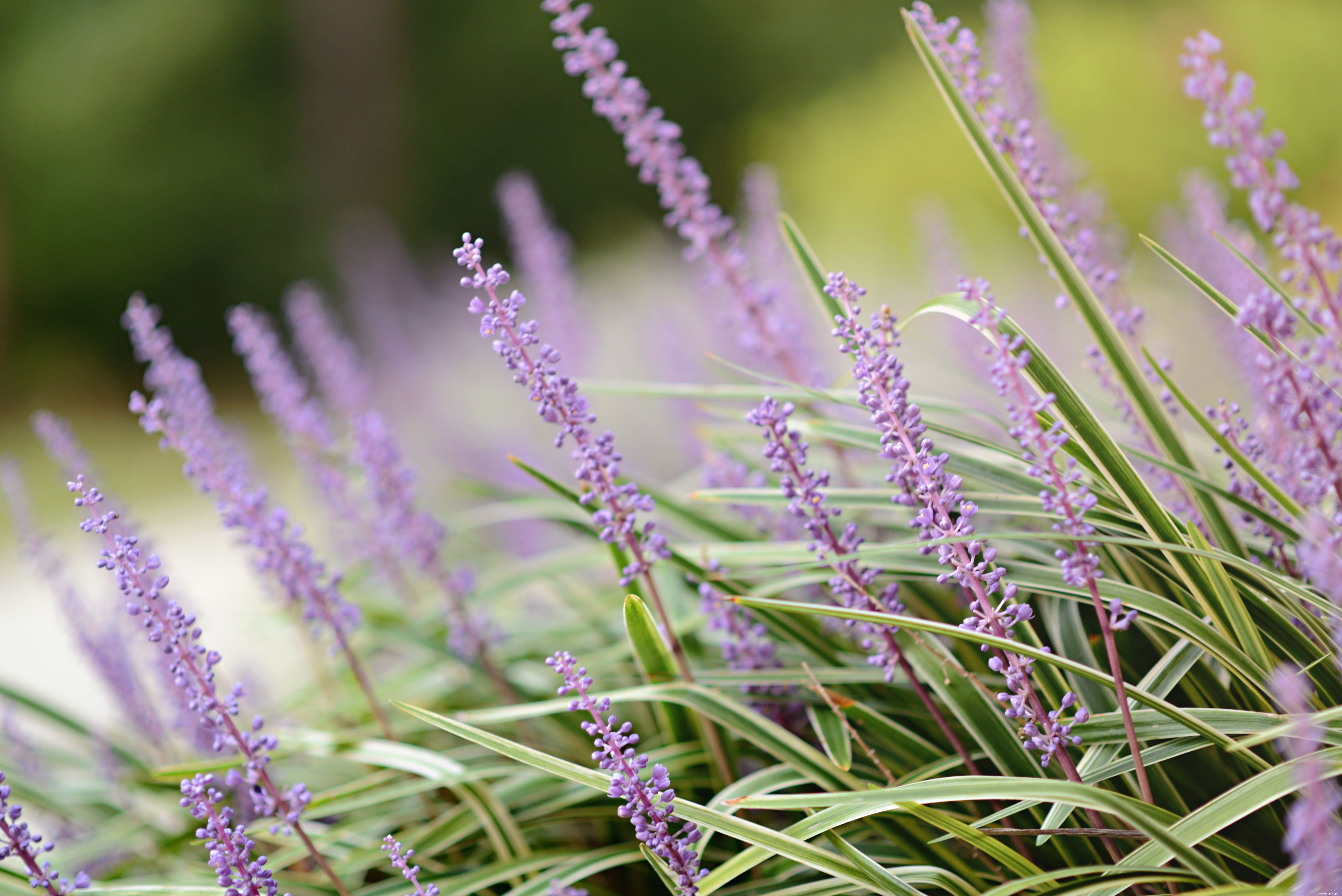 Meilleures plantes pour l ombre sèche 