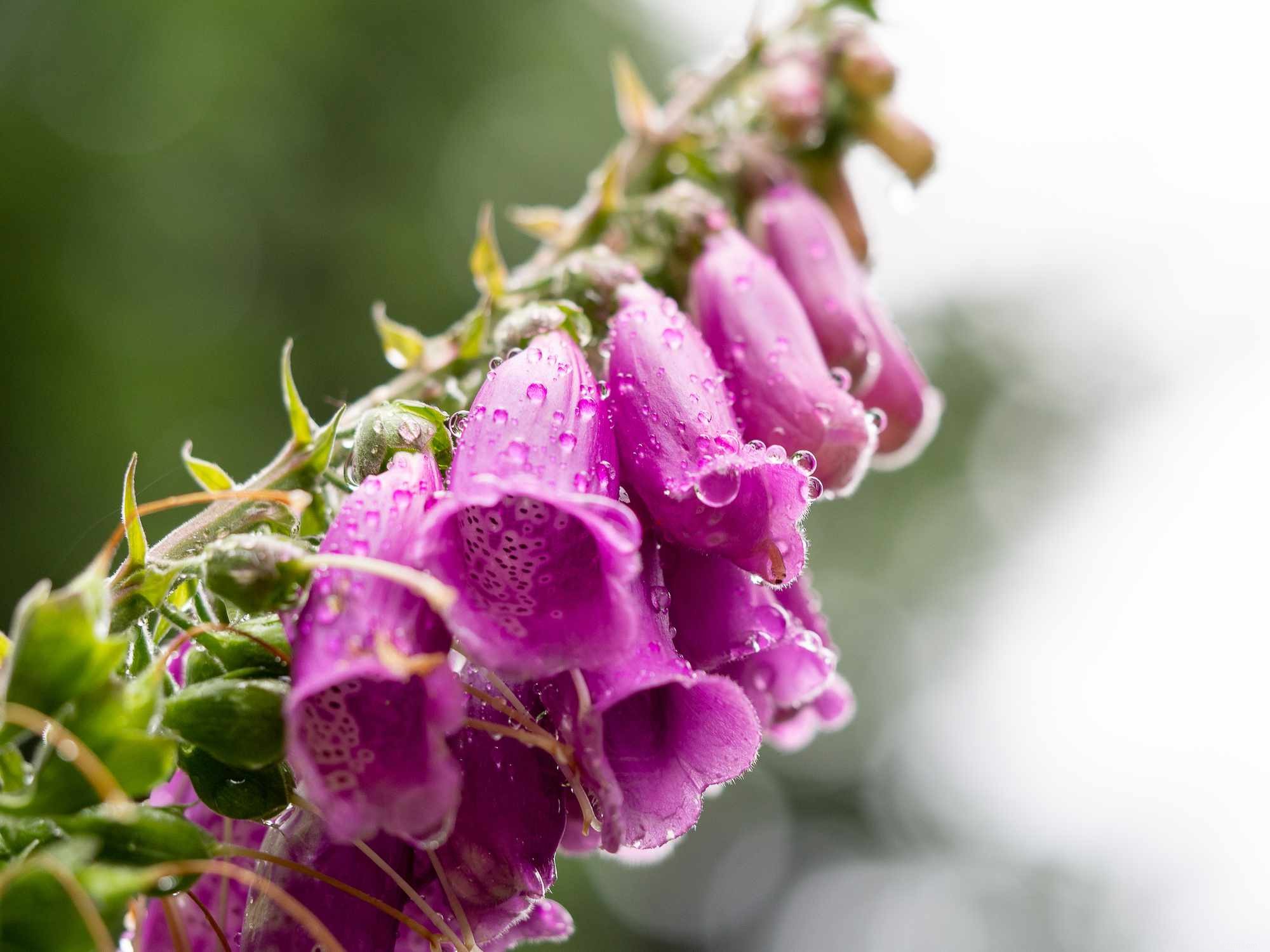 Meilleures plantes pour l ombre sèche 