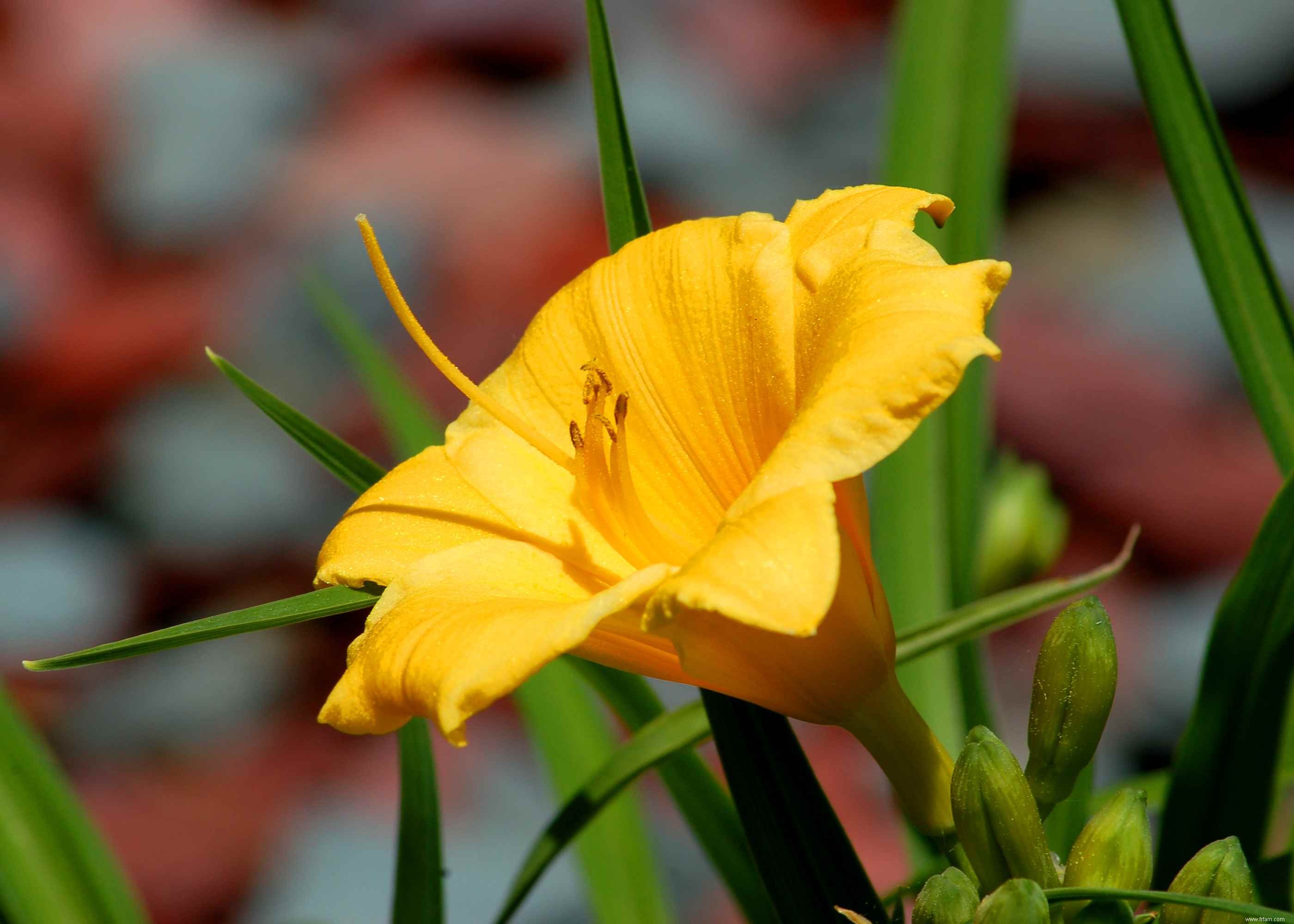 Meilleures plantes pour l ombre sèche 