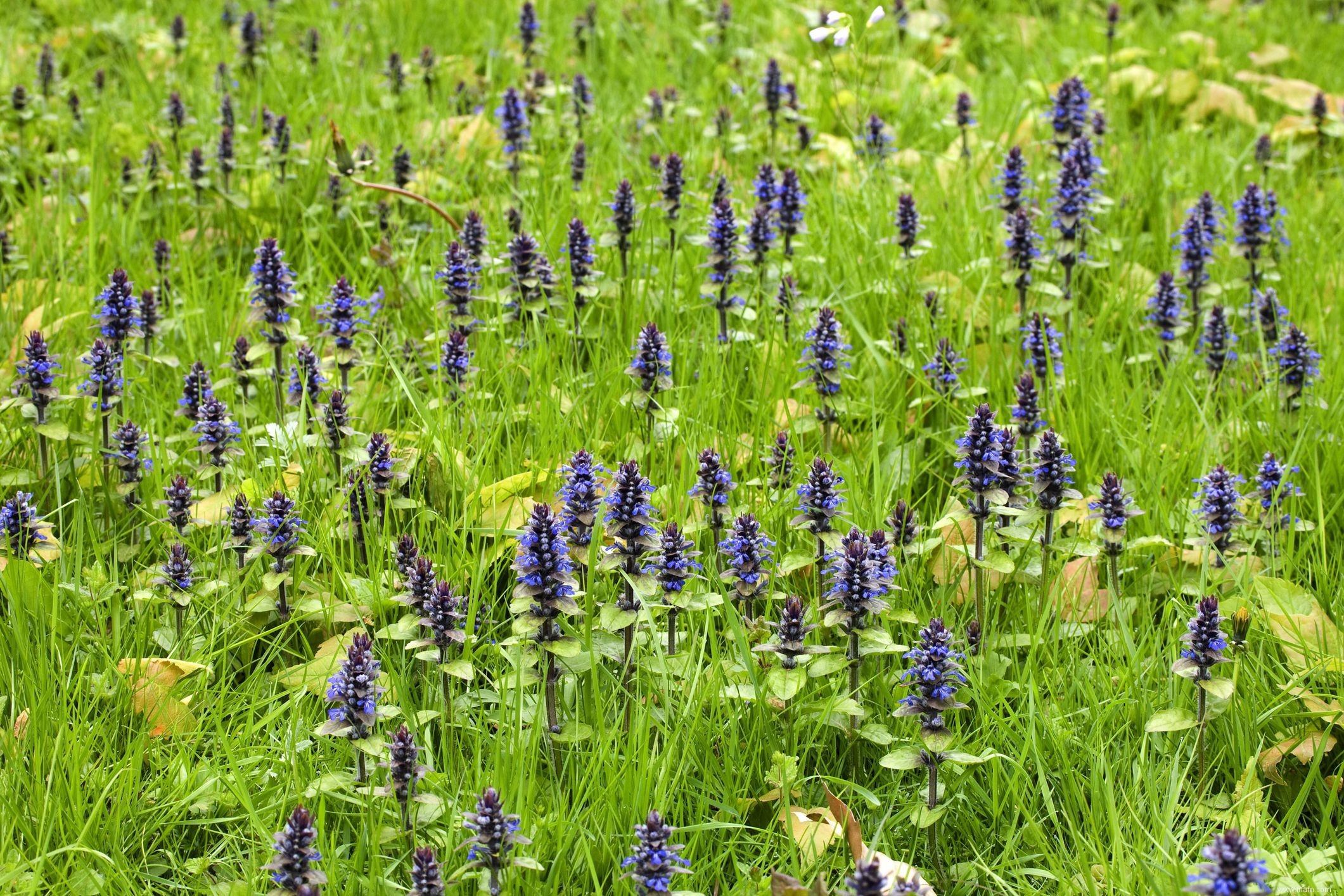 Meilleures plantes pour l ombre sèche 