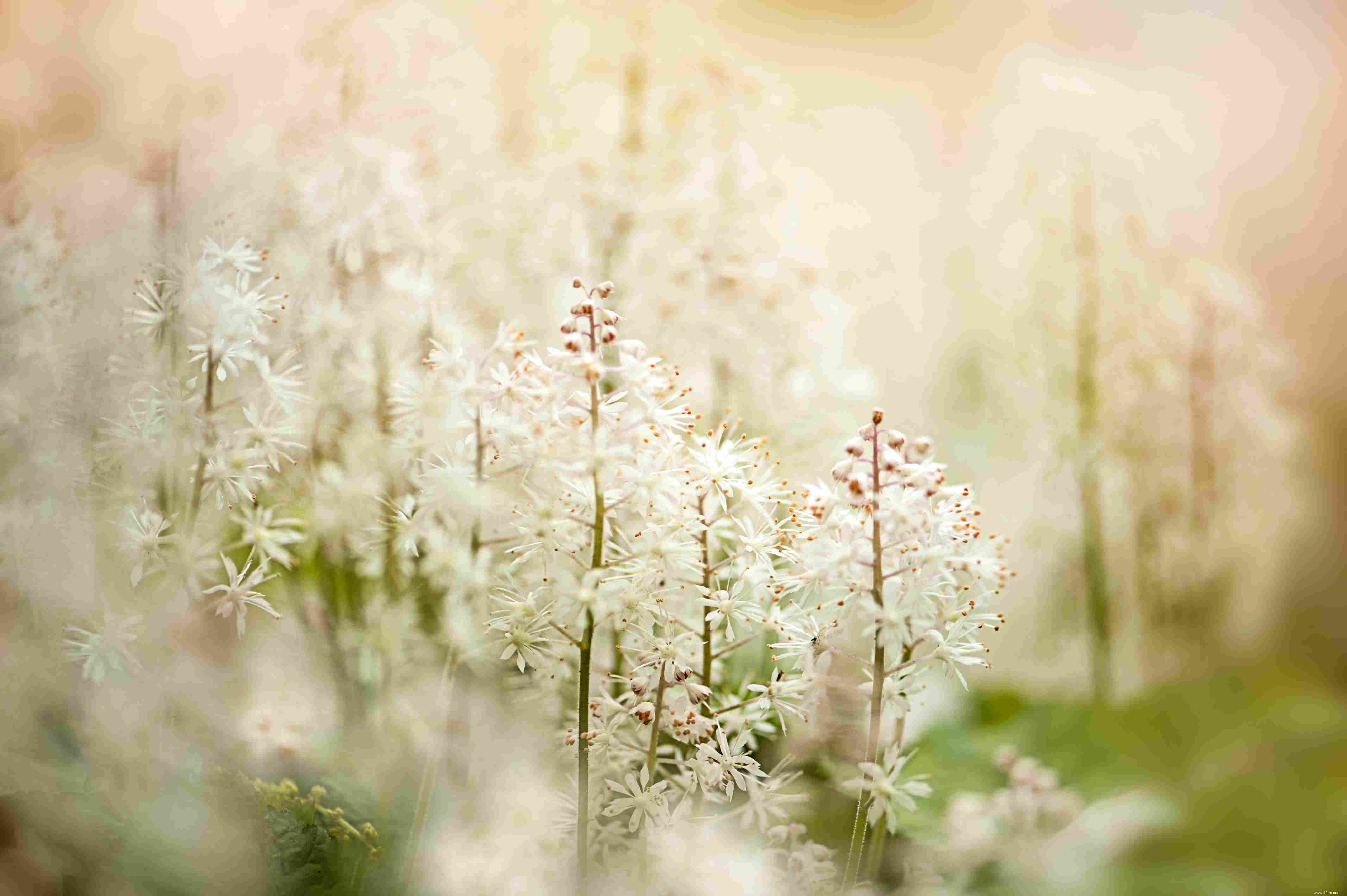 Meilleures plantes pour l ombre sèche 