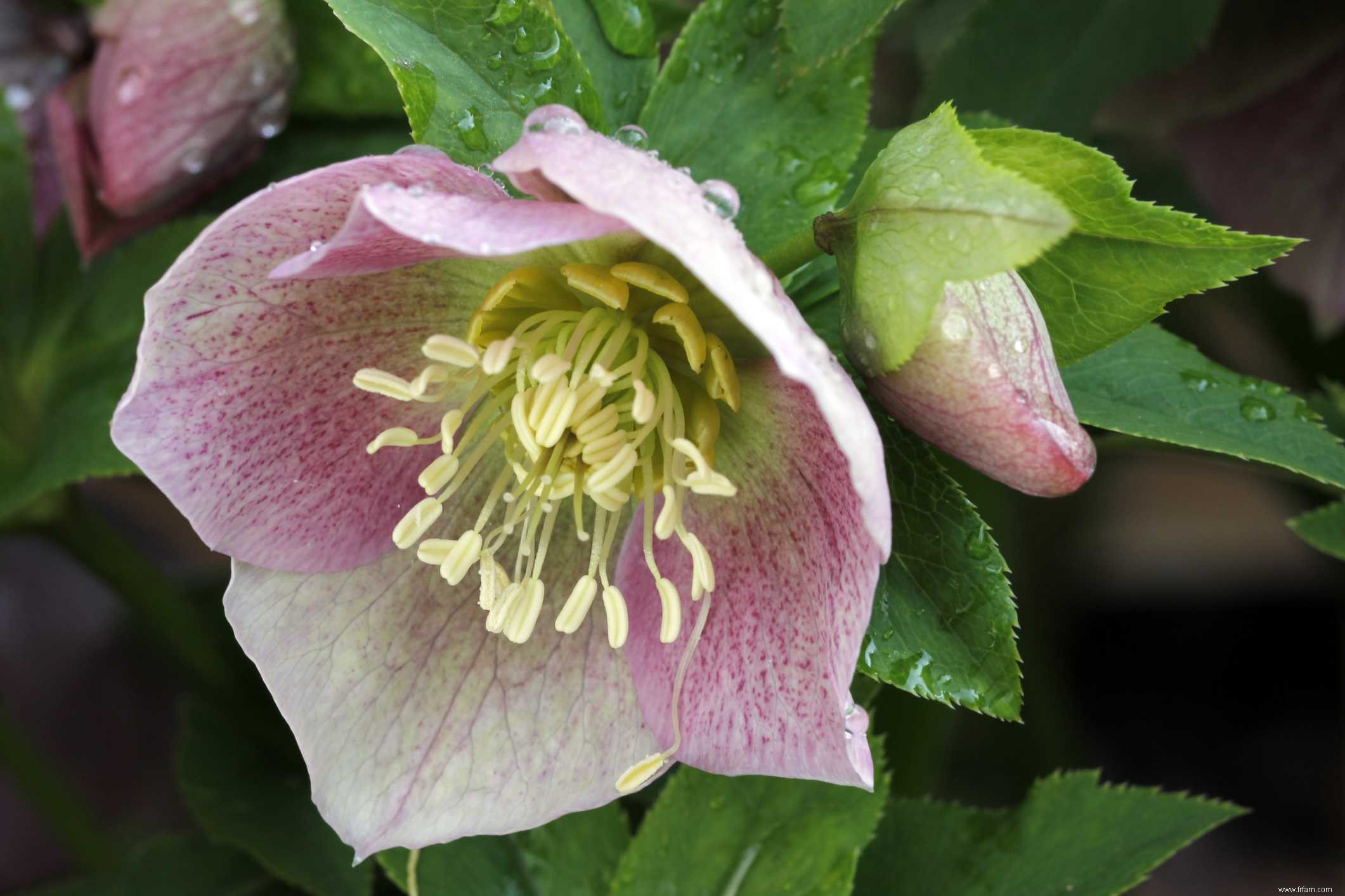 Meilleures plantes pour l ombre sèche 