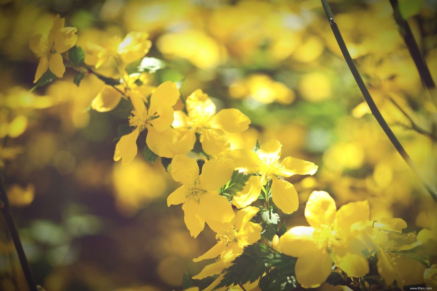 Meilleures plantes pour l ombre sèche 