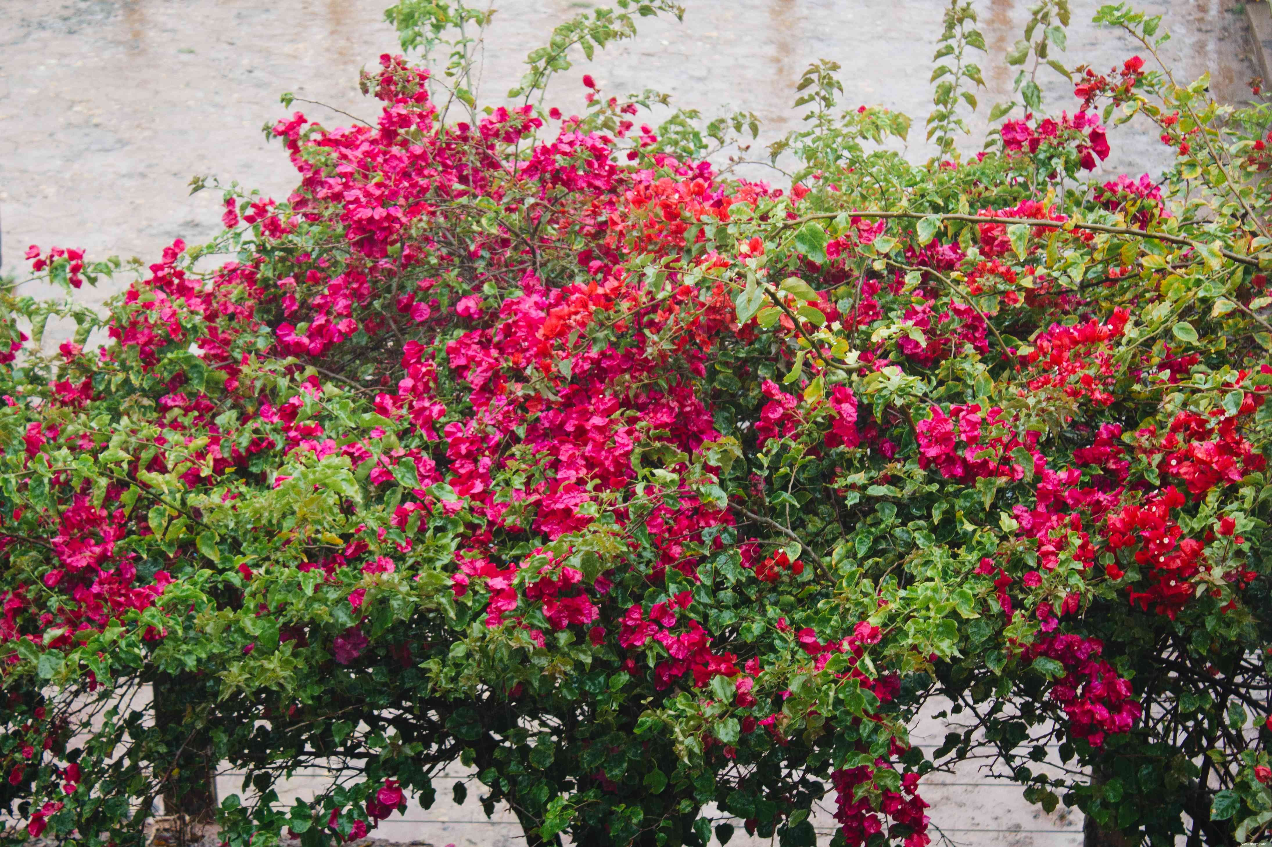 24 meilleurs types de plantes tolérantes au sel pour l aménagement paysager de plage et de bord de route 