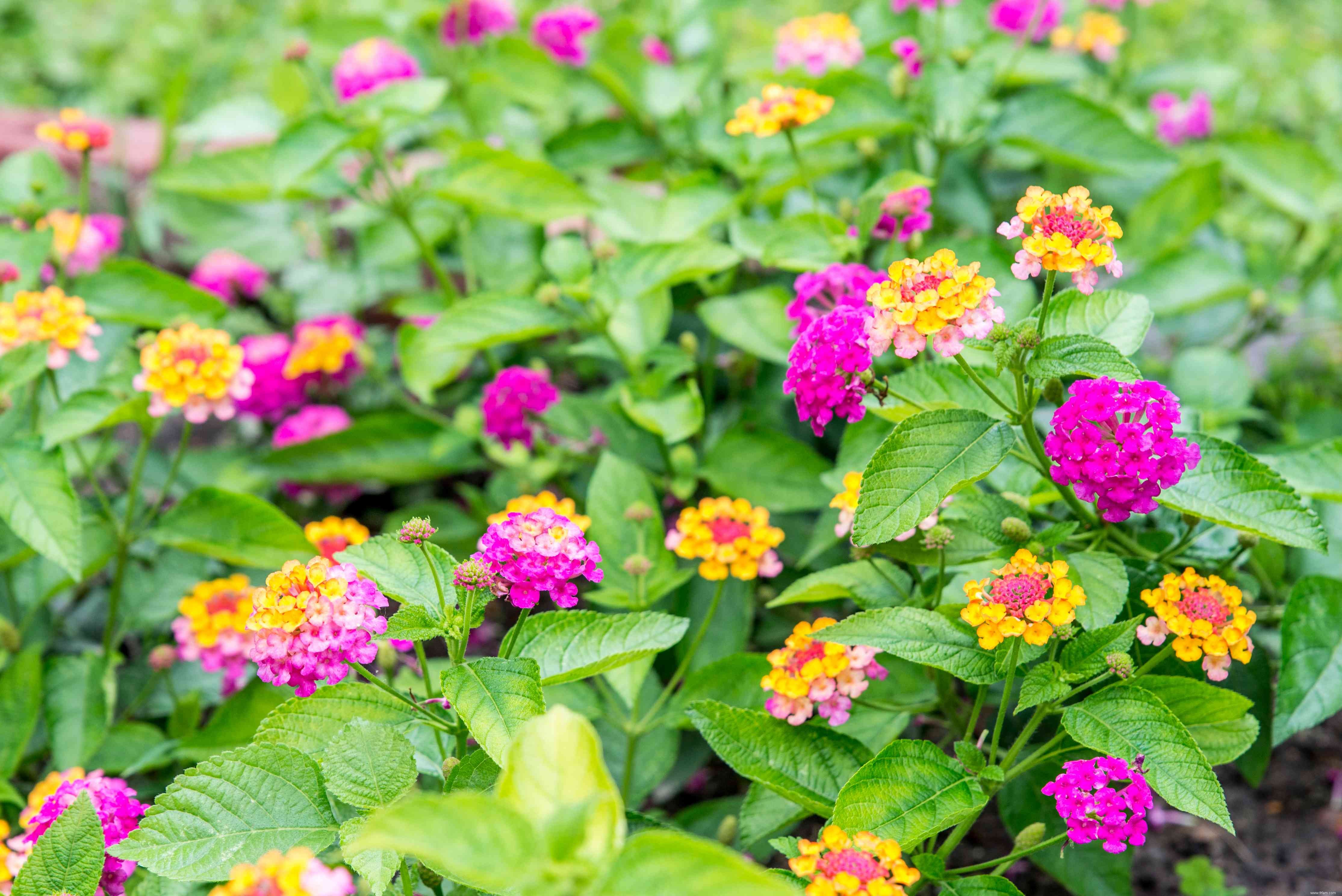 24 meilleurs types de plantes tolérantes au sel pour l aménagement paysager de plage et de bord de route 