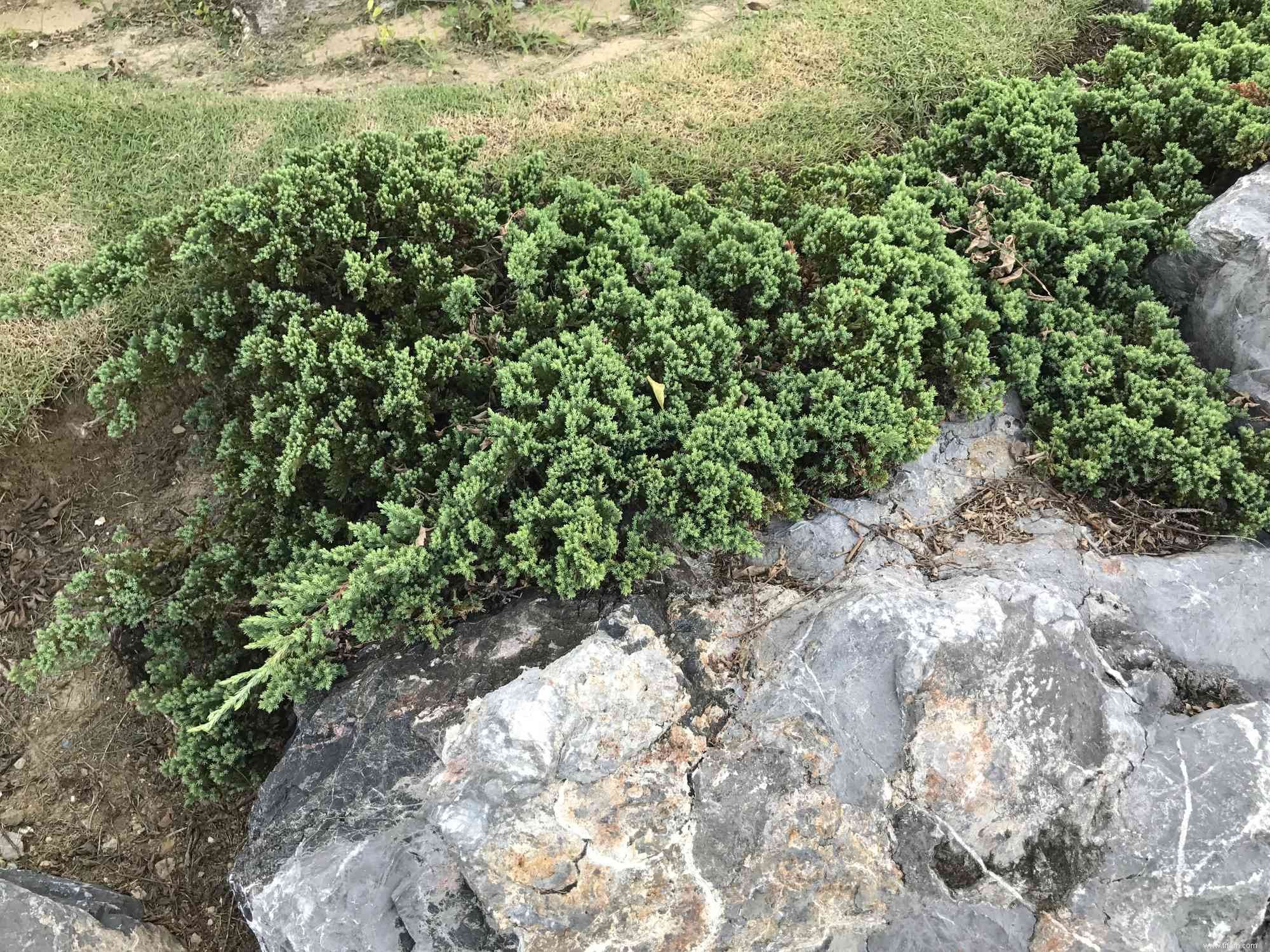 24 meilleurs types de plantes tolérantes au sel pour l aménagement paysager de plage et de bord de route 