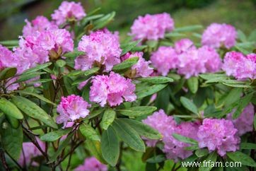 Meilleures plantes à fleurs à feuilles persistantes à cultiver 