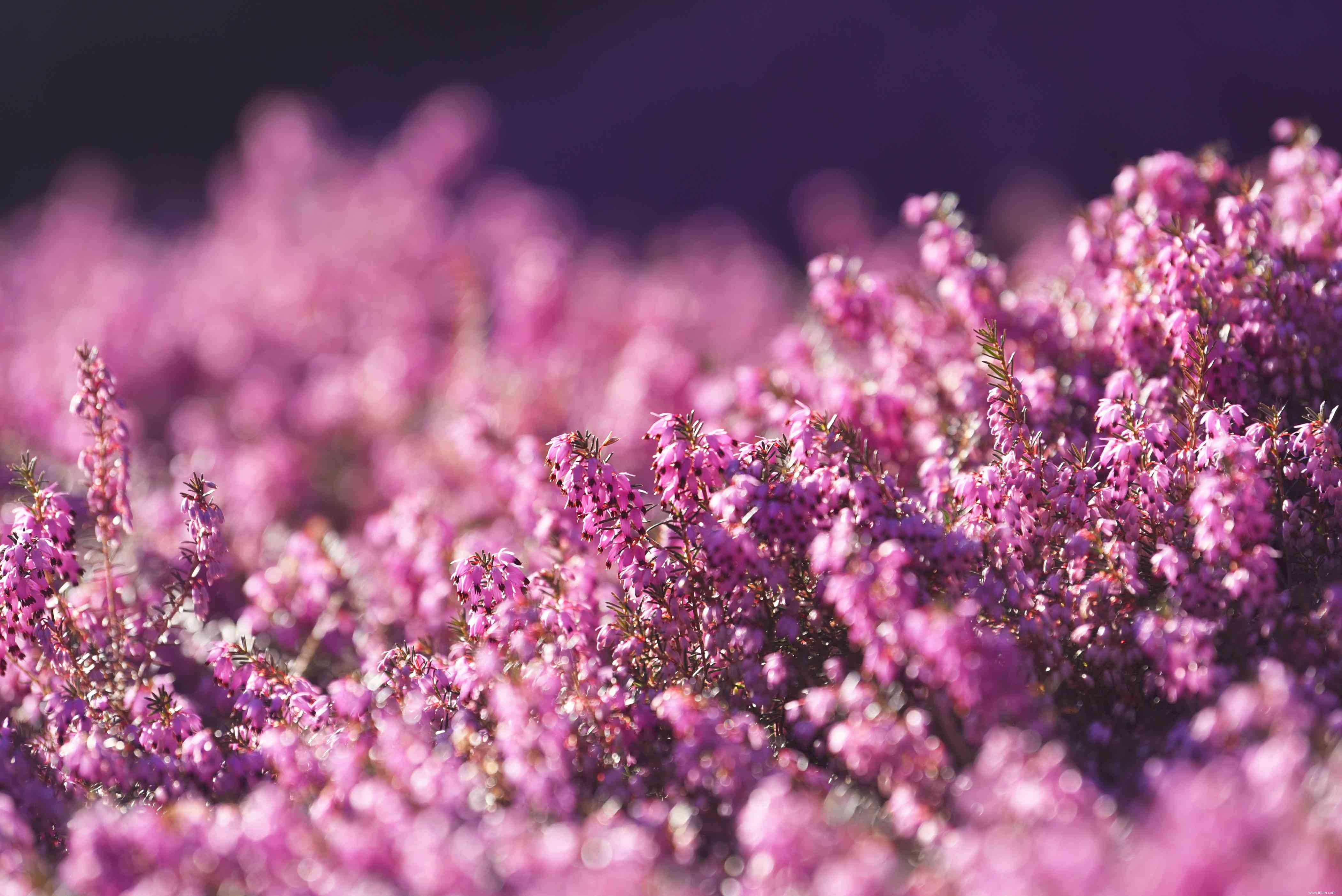 Meilleures plantes à fleurs à feuilles persistantes à cultiver 