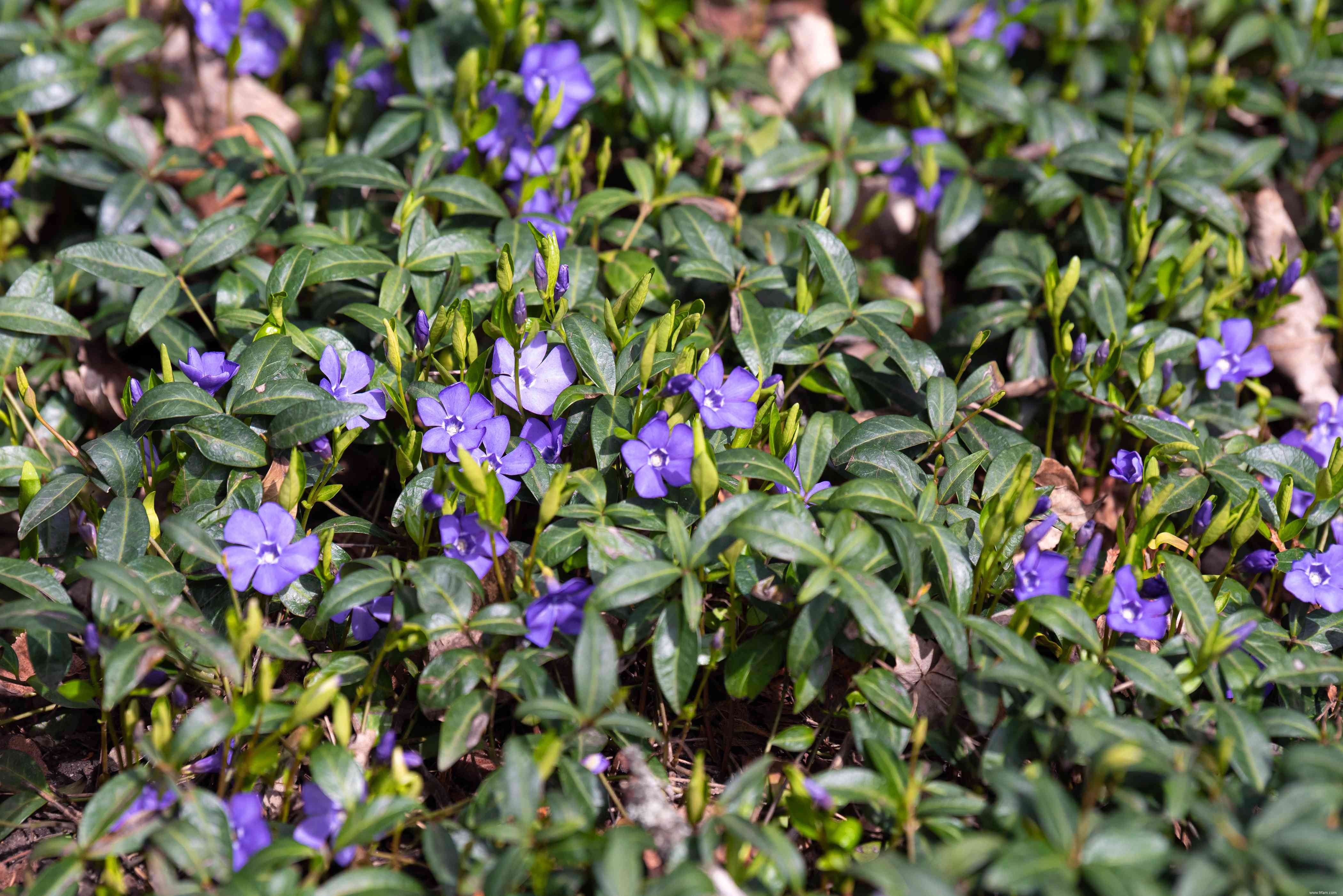 Meilleures plantes à fleurs à feuilles persistantes à cultiver 