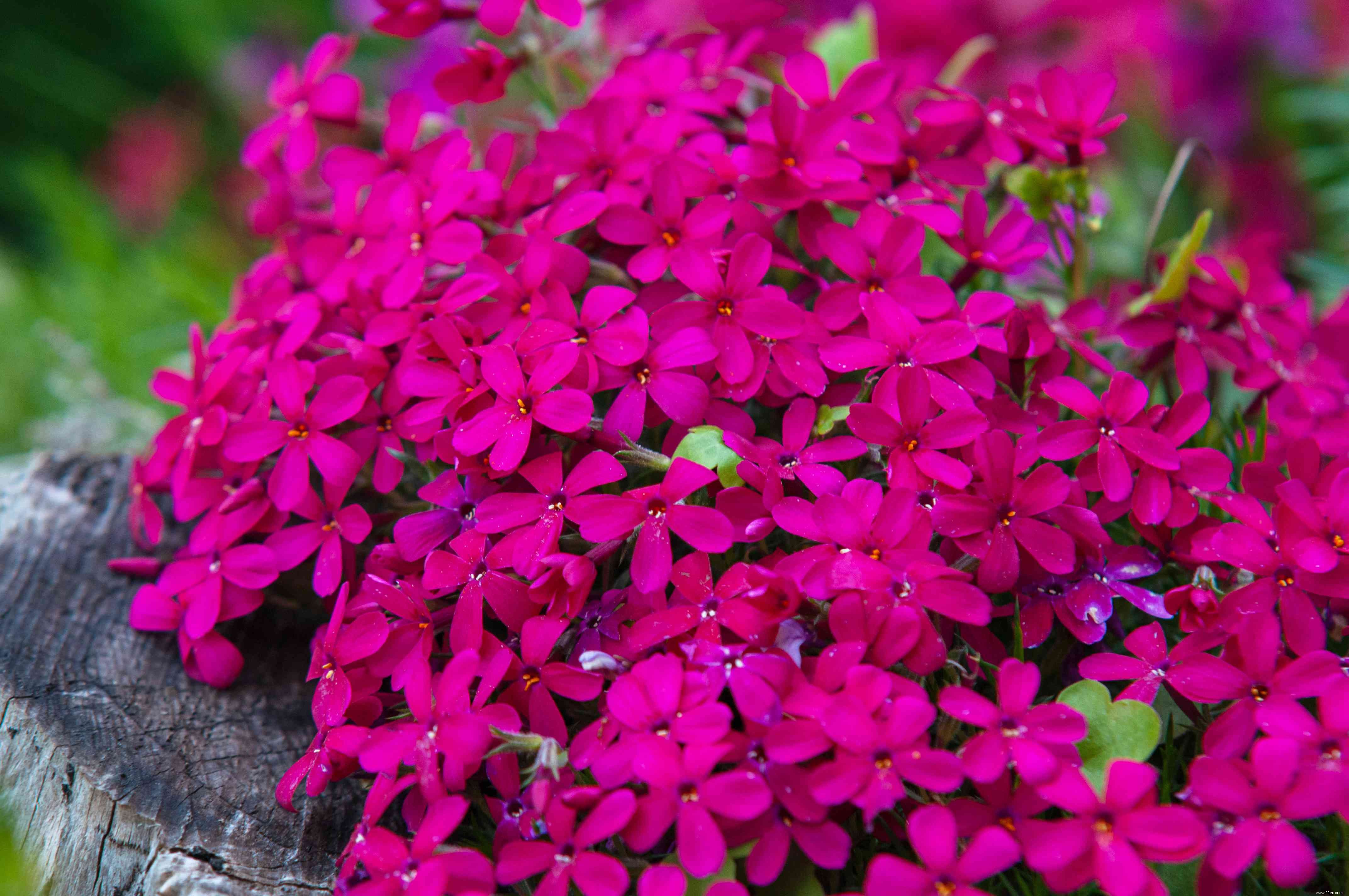 Meilleures plantes à fleurs à feuilles persistantes à cultiver 