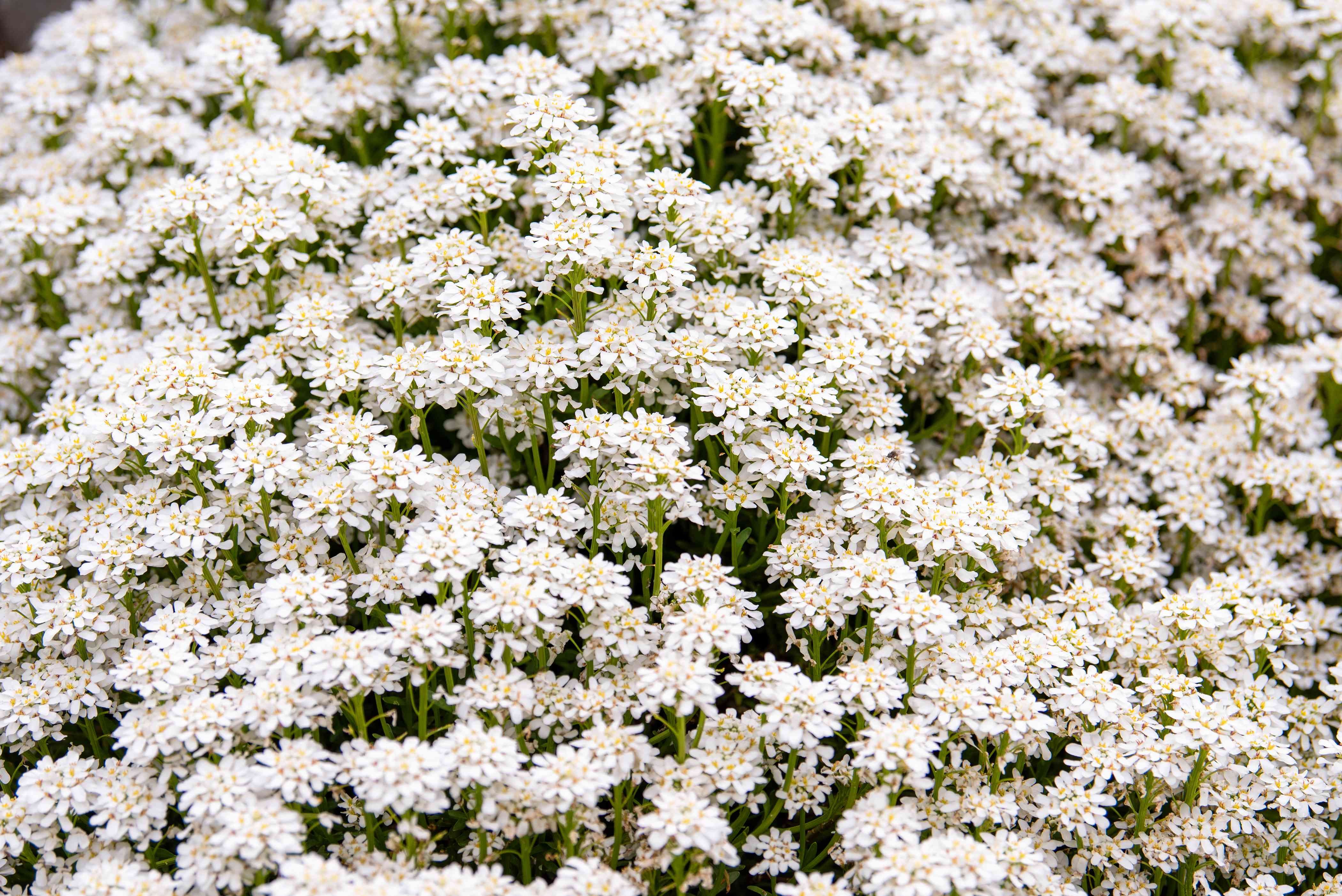 Meilleures plantes à fleurs à feuilles persistantes à cultiver 