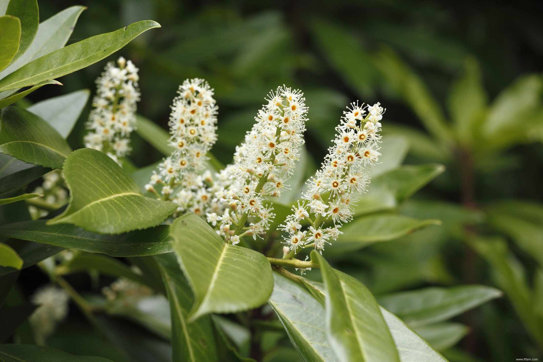 11 meilleures plantes topiaires à cultiver 