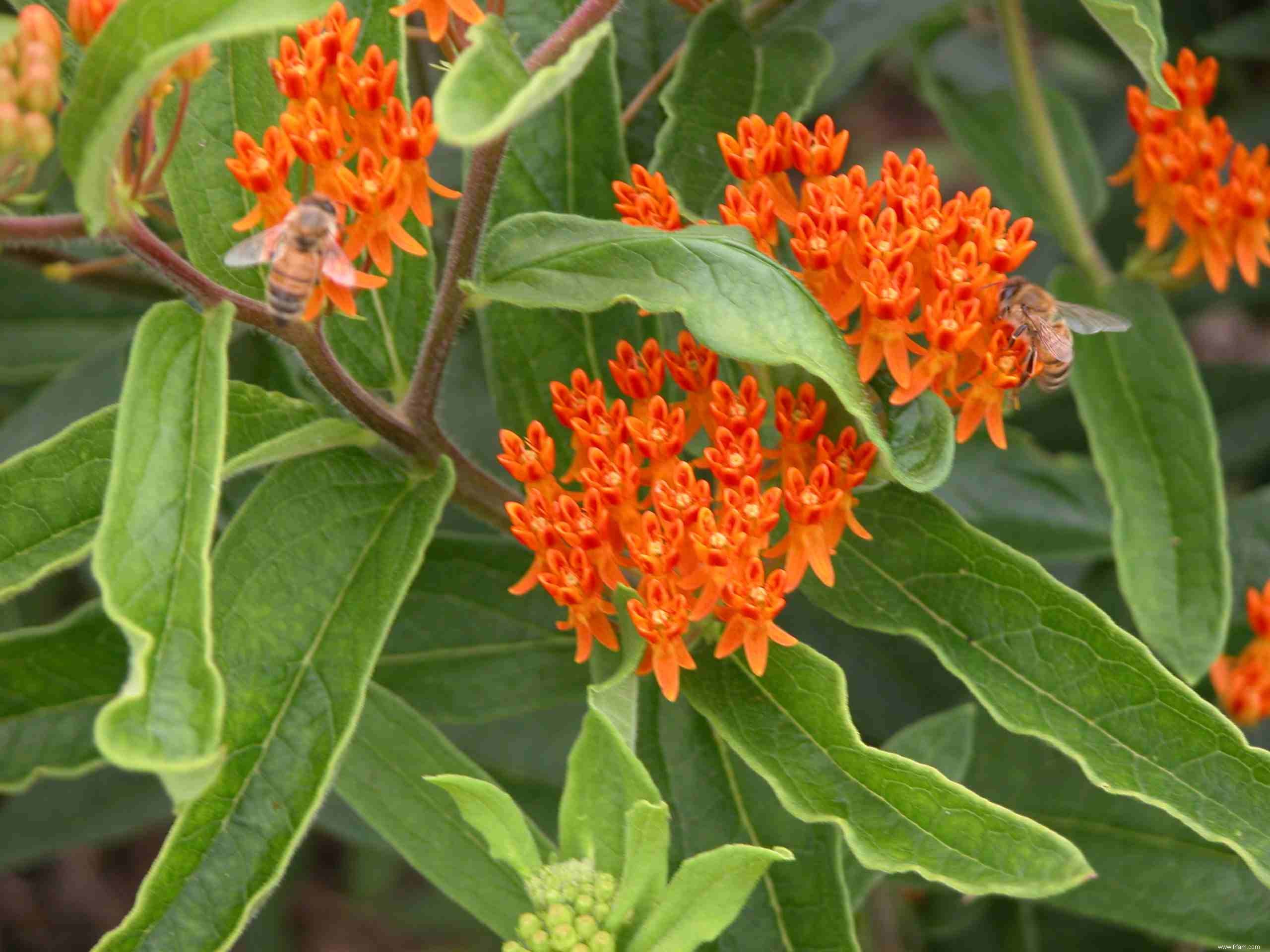 25 meilleures plantes pour les jardins en sol argileux 