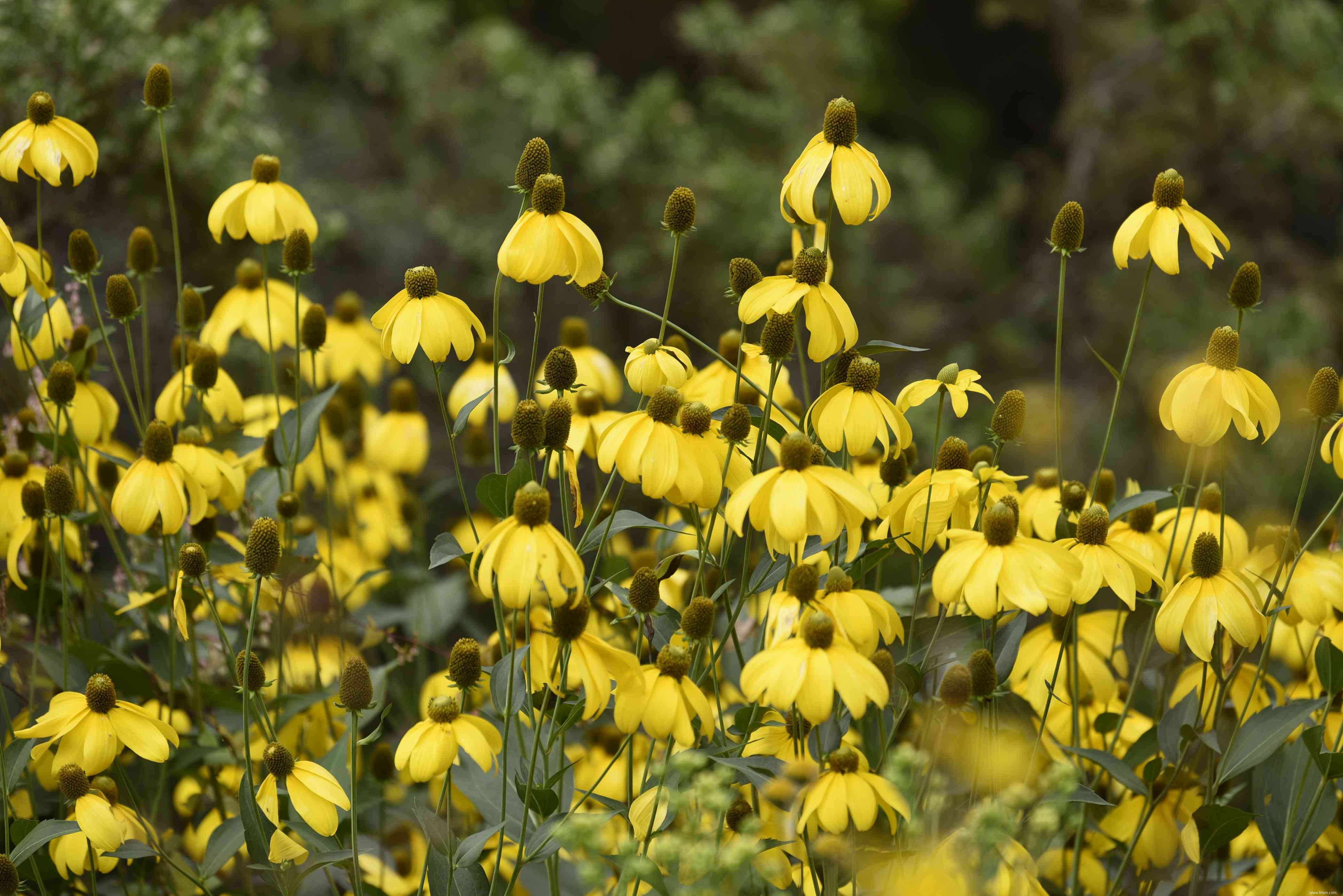 25 meilleures plantes pour les jardins en sol argileux 