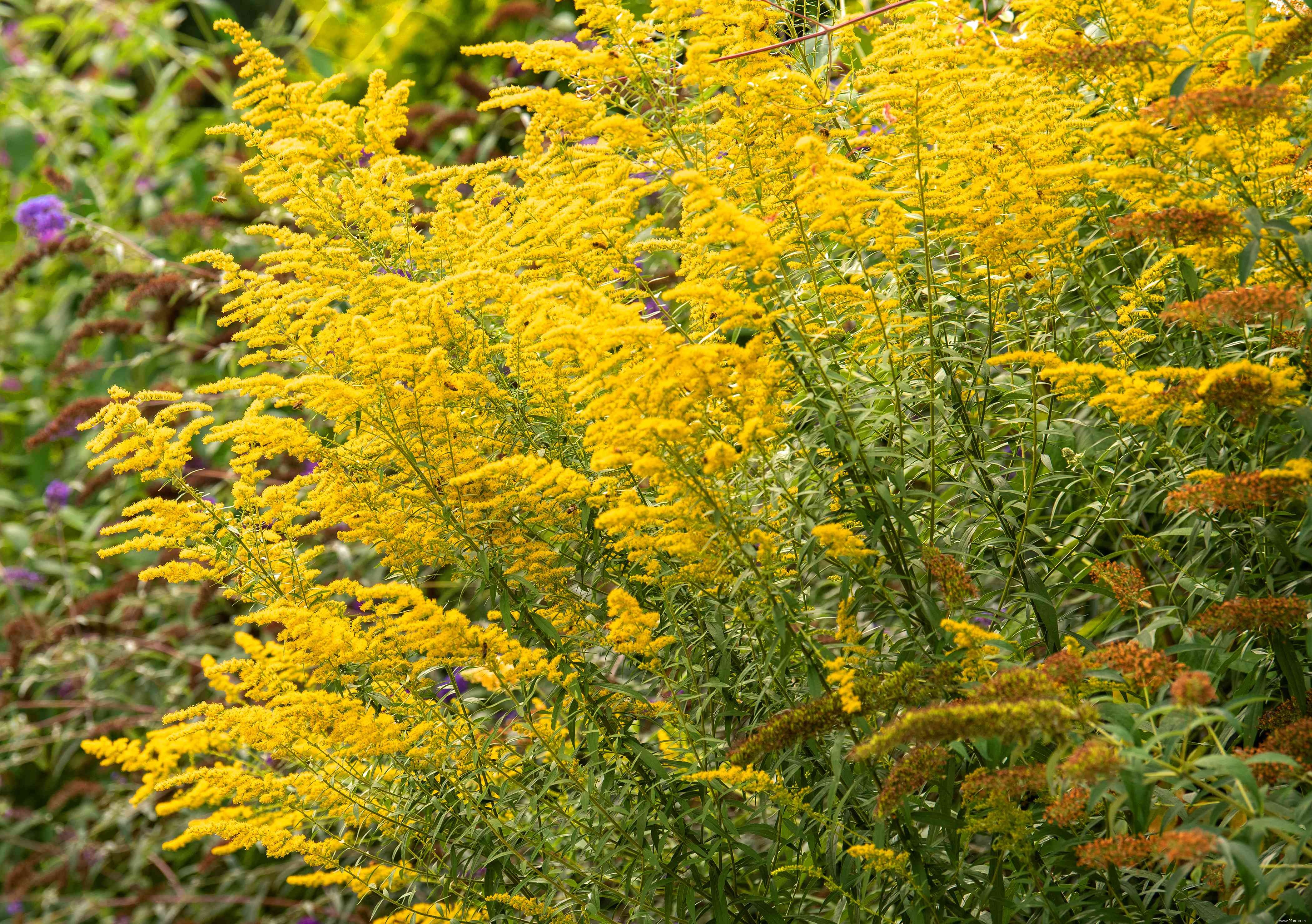 25 meilleures plantes pour les jardins en sol argileux 