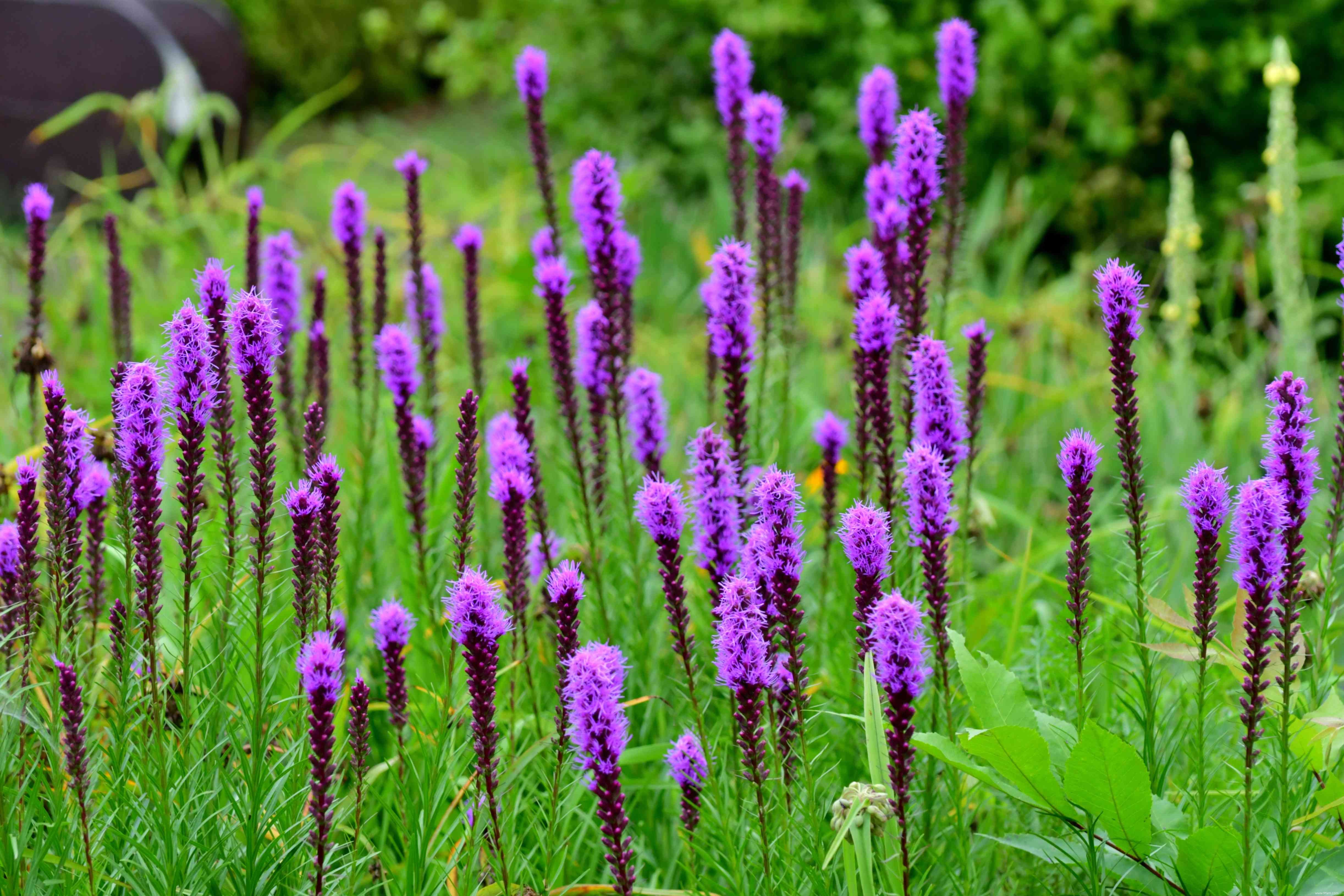 25 meilleures plantes pour les jardins en sol argileux 