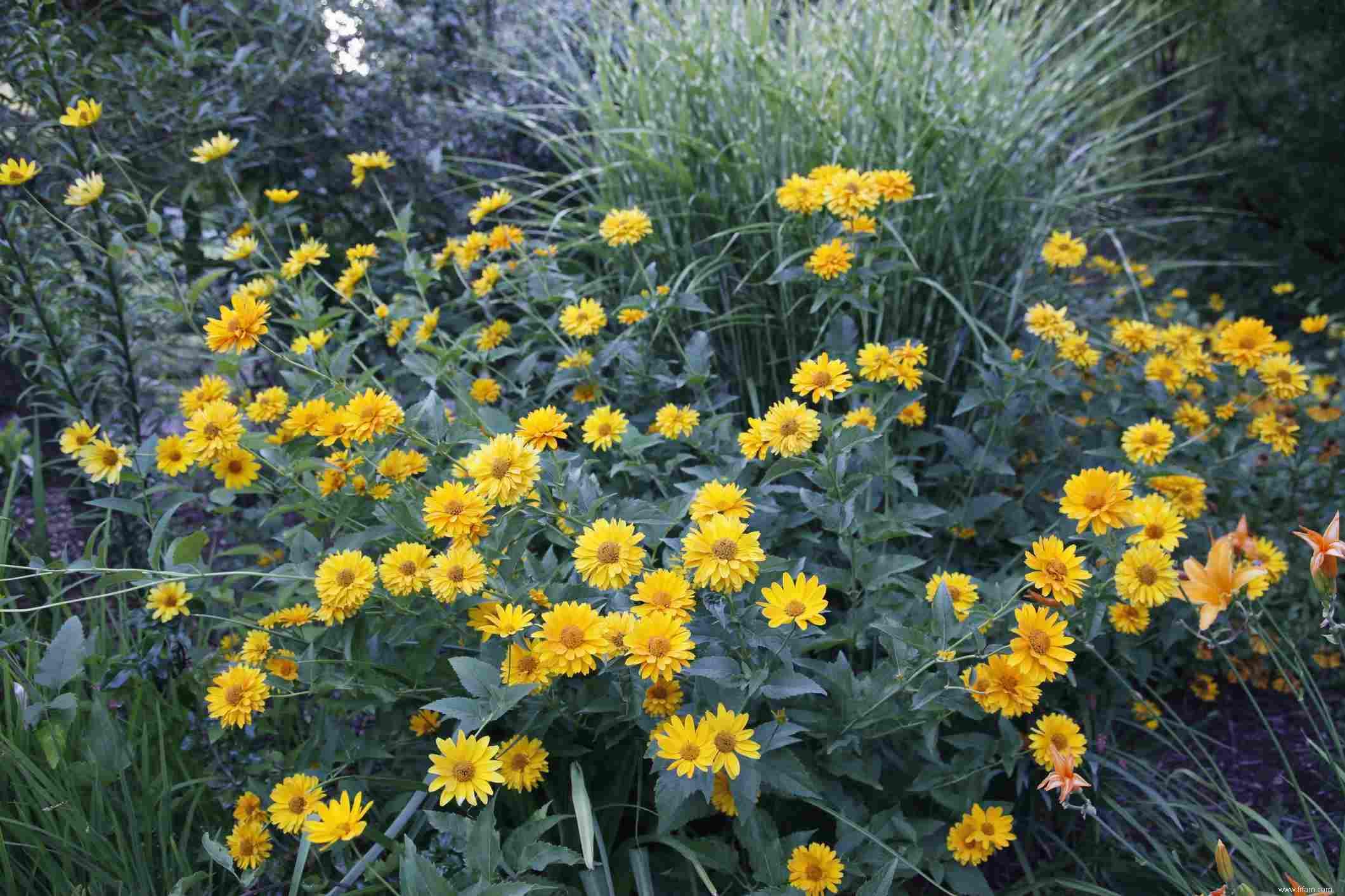 25 meilleures plantes pour les jardins en sol argileux 