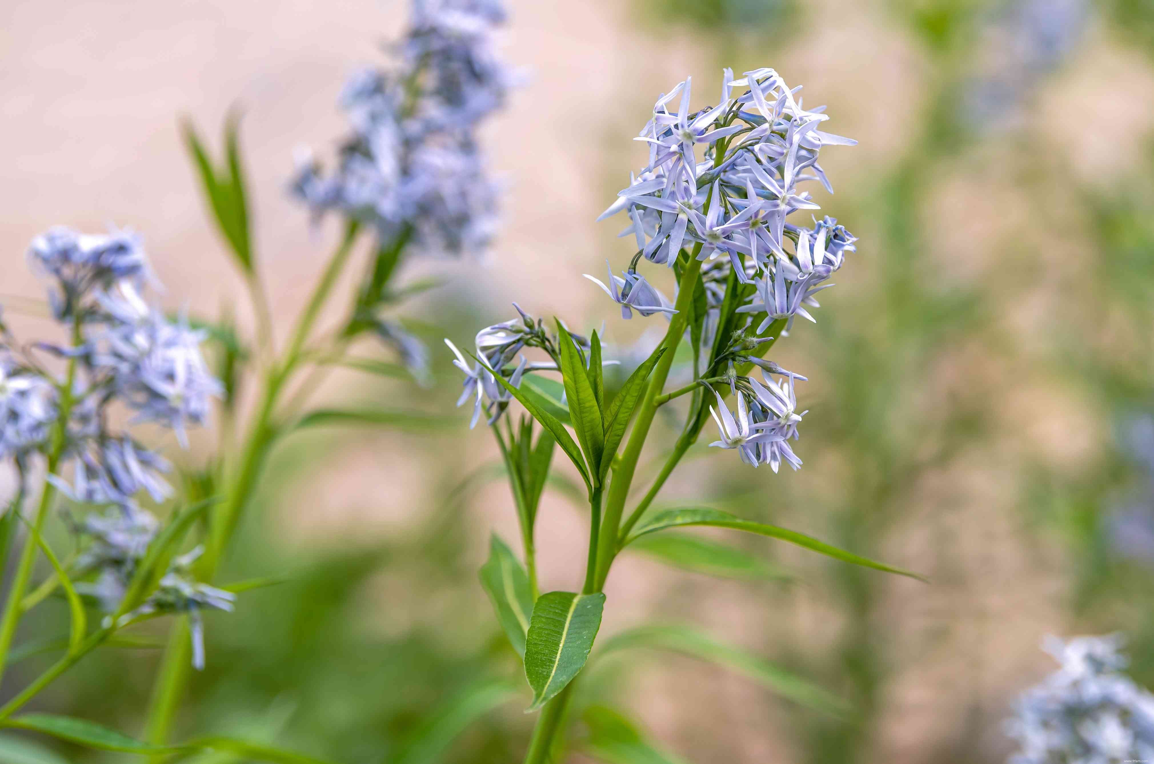 25 meilleures plantes pour les jardins en sol argileux 